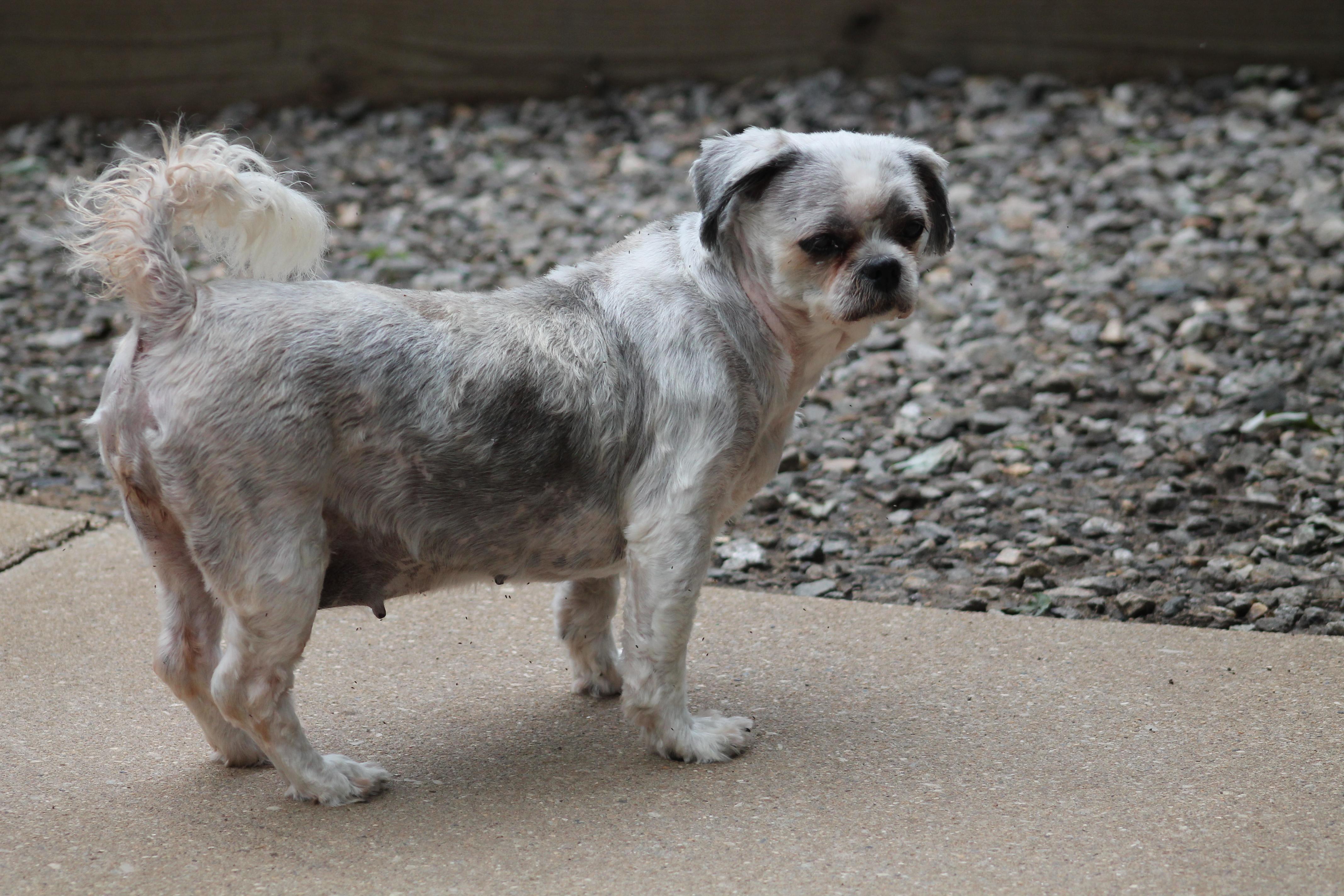 Rosie, an adopted Shih Tzu in Marion, NC image 4/6