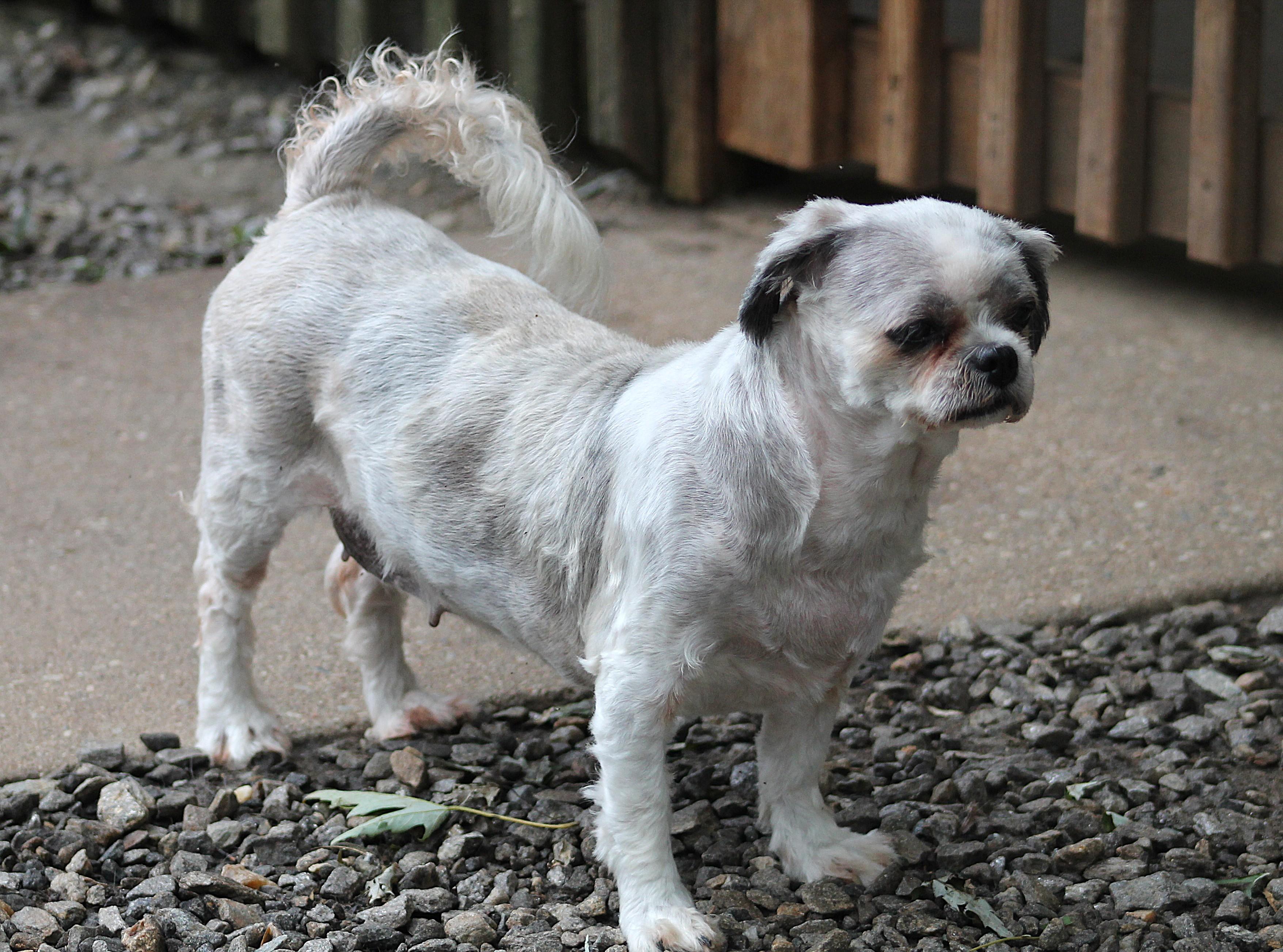 Rosie, an adopted Shih Tzu in Marion, NC image 2/6