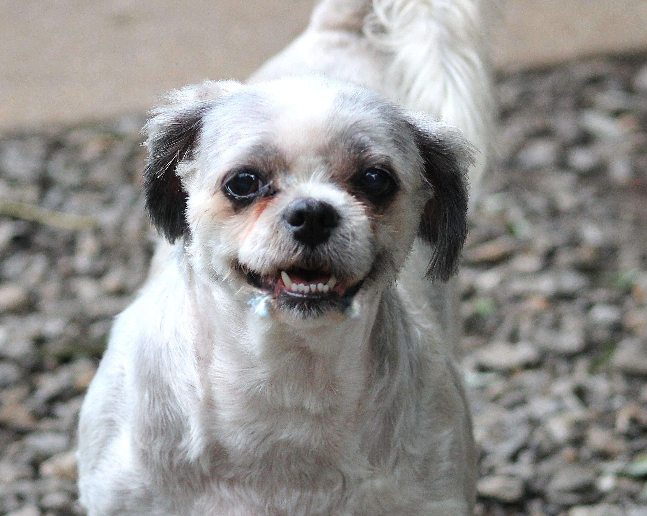 Rosie, an adopted Shih Tzu in Marion, NC image 1/6