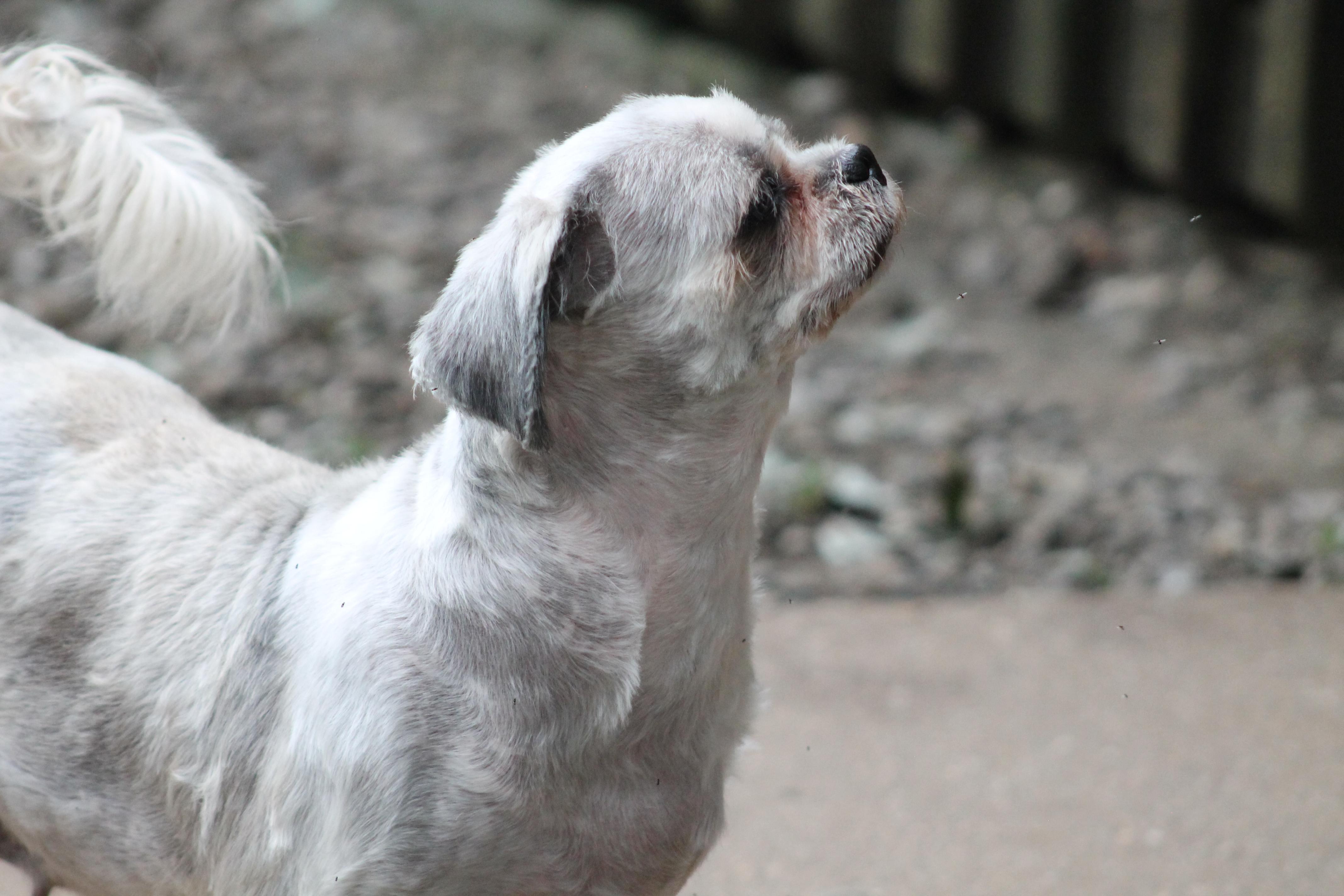 Rosie, an adopted Shih Tzu in Marion, NC image 3/6
