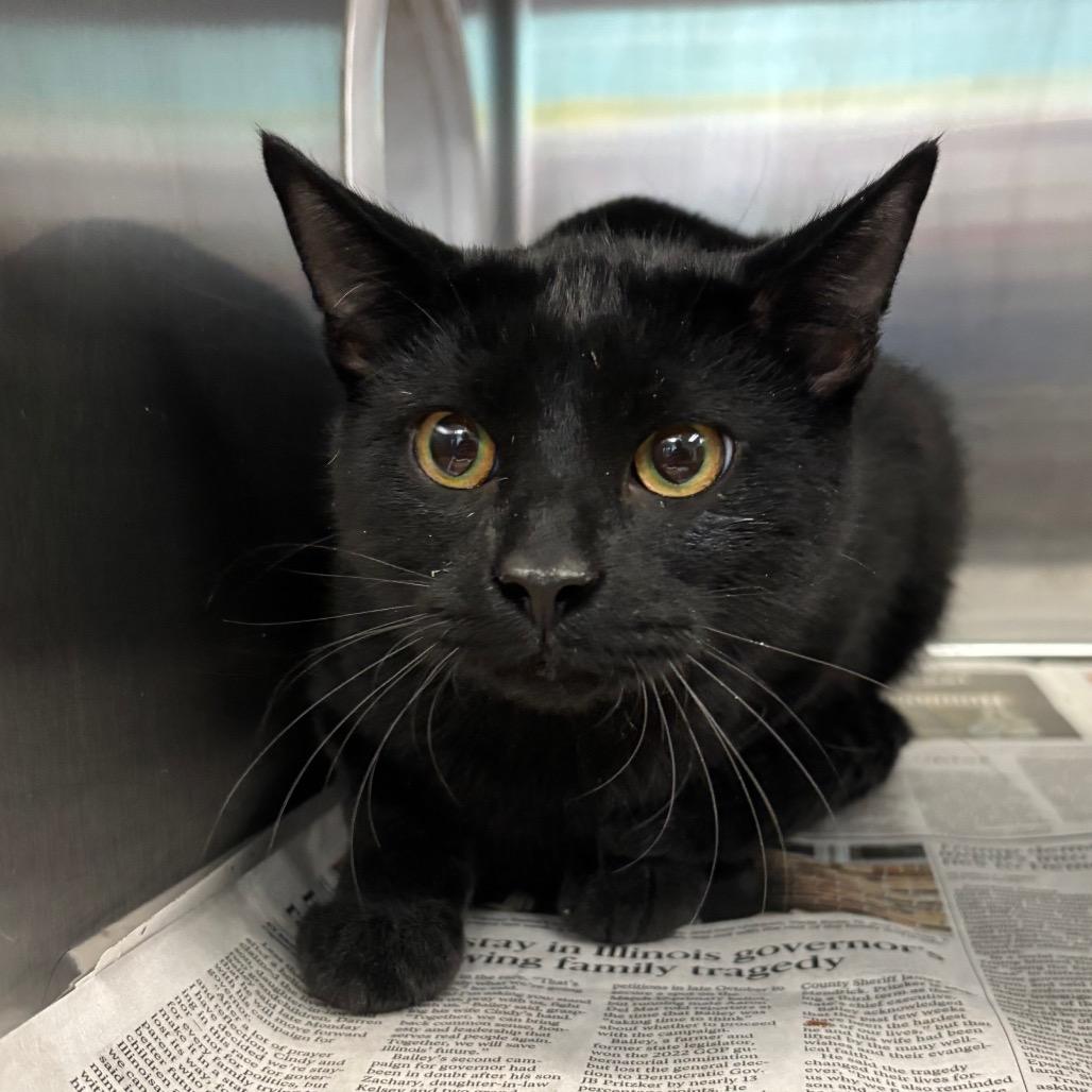 Ocean, Adoptable, Young Male Domestic Short Hair.