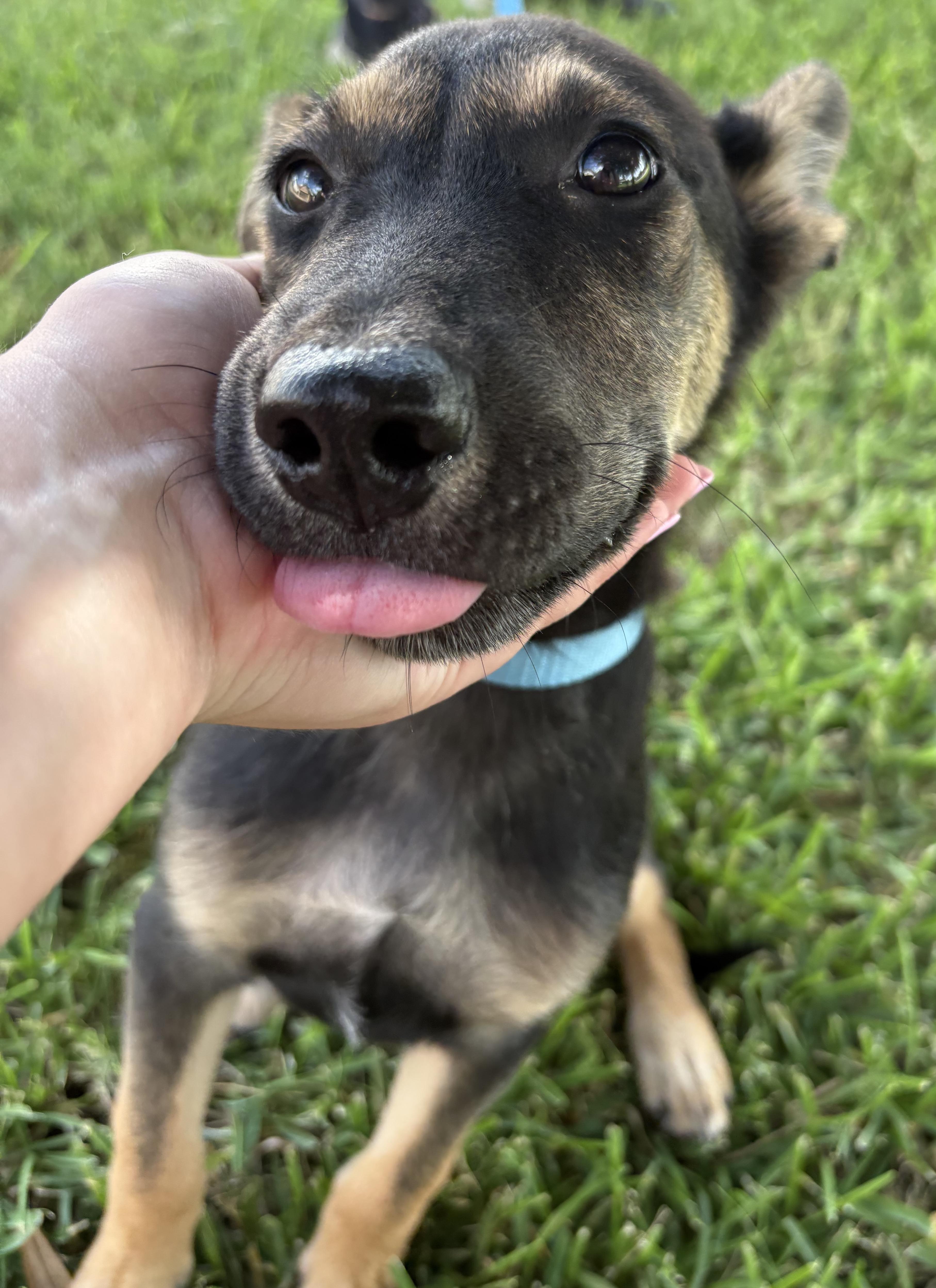 Enlarge Freya, a ADOPTABLE German Shepherd Dog in Bryan, TX image 4/5
