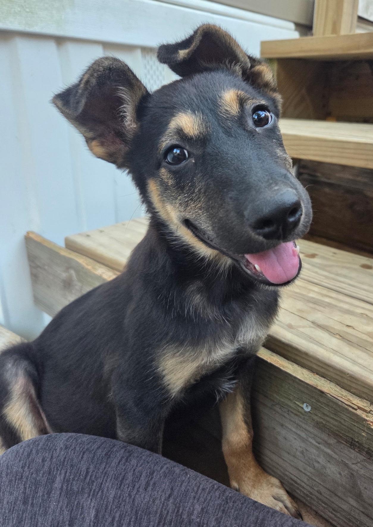Freya, ADOPTABLE, Puppy Female German Shepherd Dog.