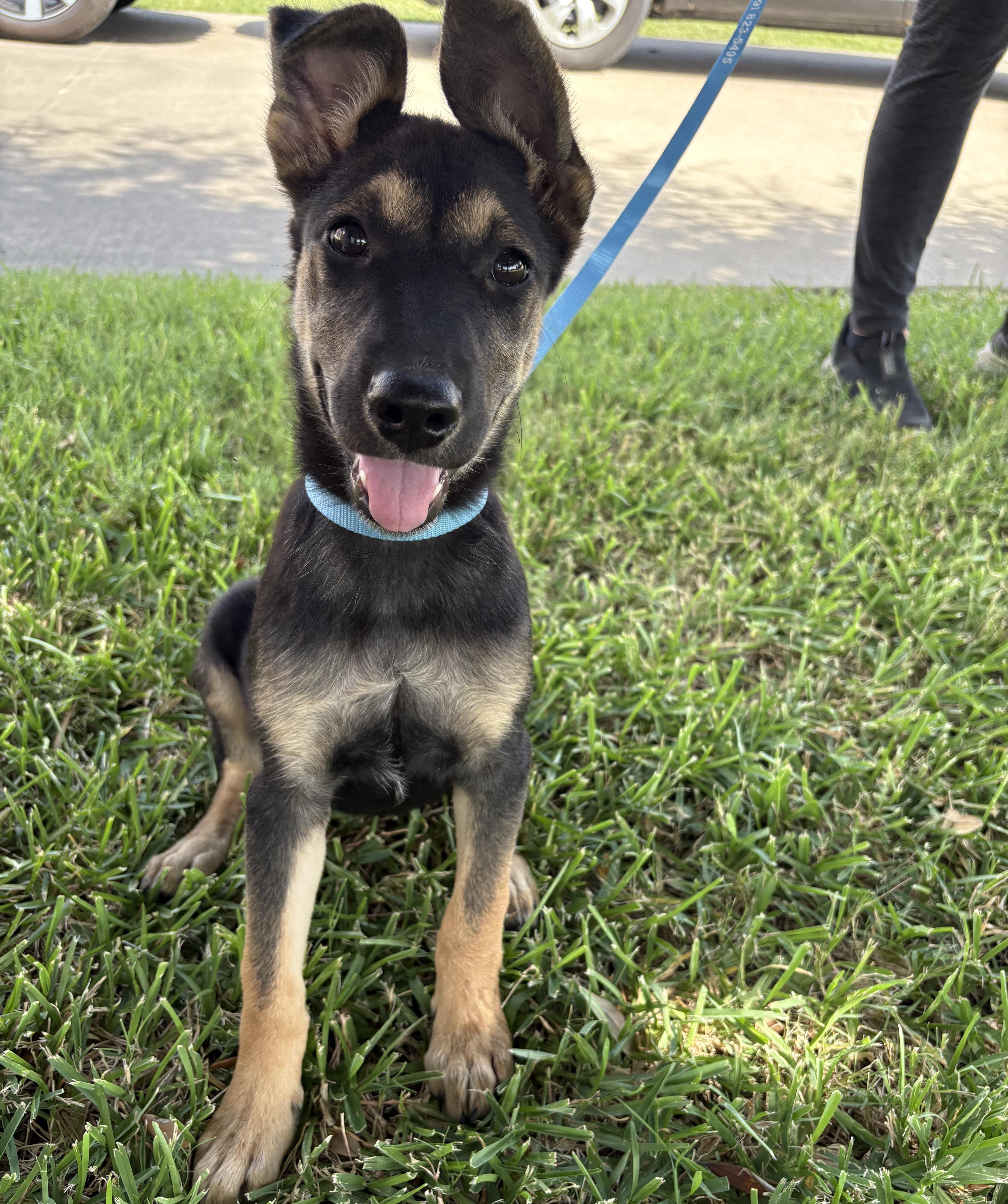 Enlarge Freya, a ADOPTABLE German Shepherd Dog in Bryan, TX image 2/5
