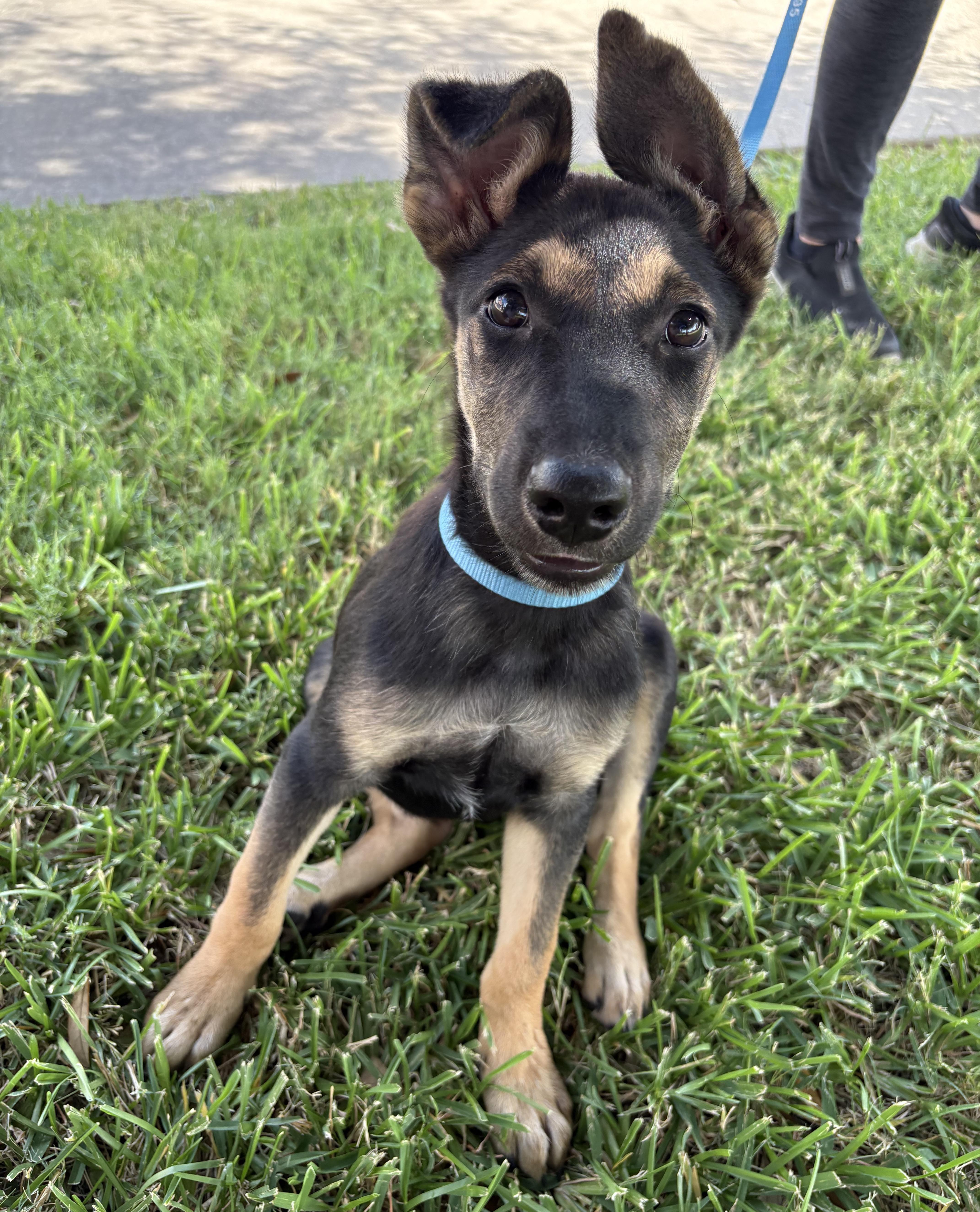 Enlarge Freya, a ADOPTABLE German Shepherd Dog in Bryan, TX image 3/5