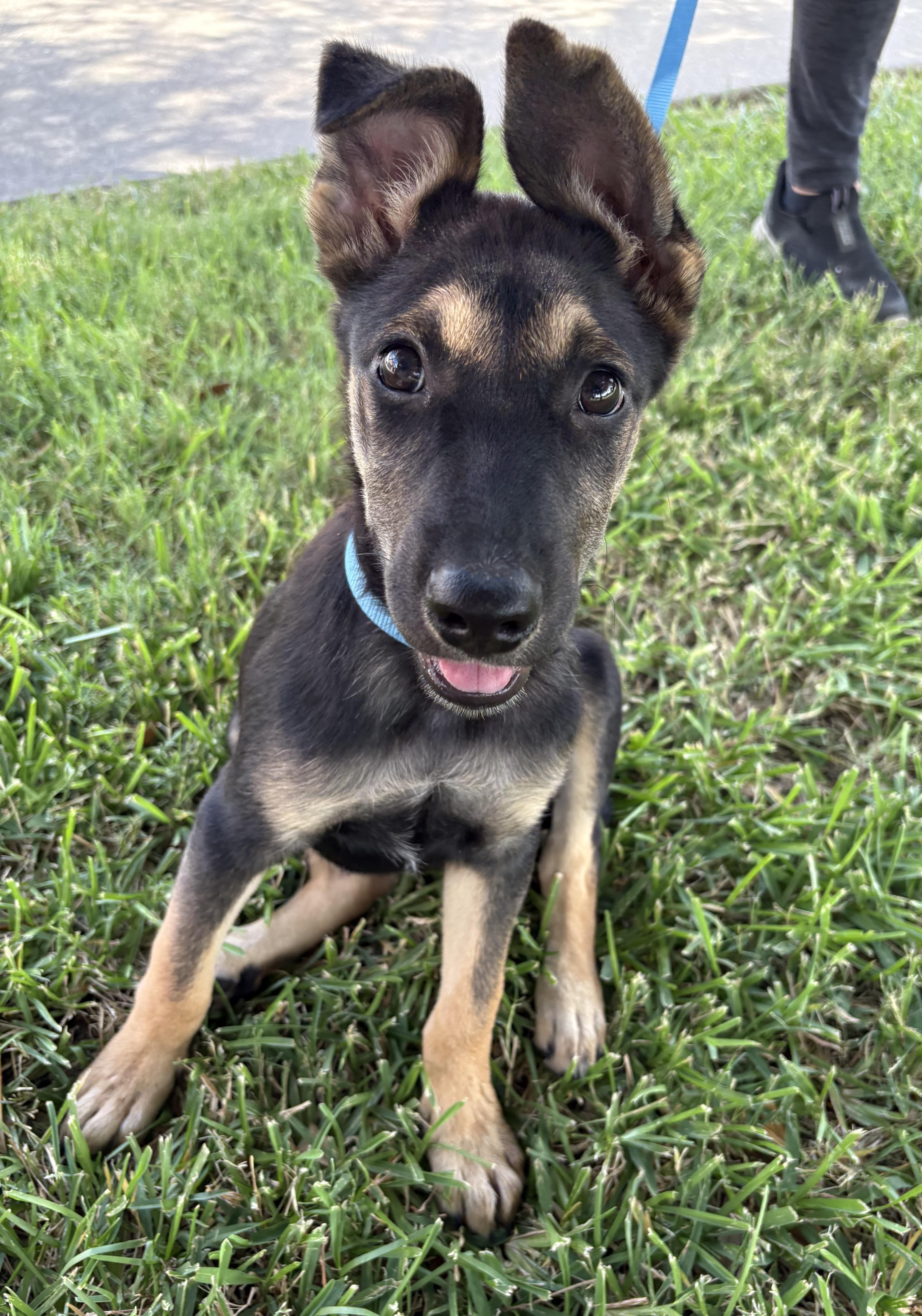Enlarge Freya, a ADOPTABLE German Shepherd Dog in Bryan, TX image 5/5