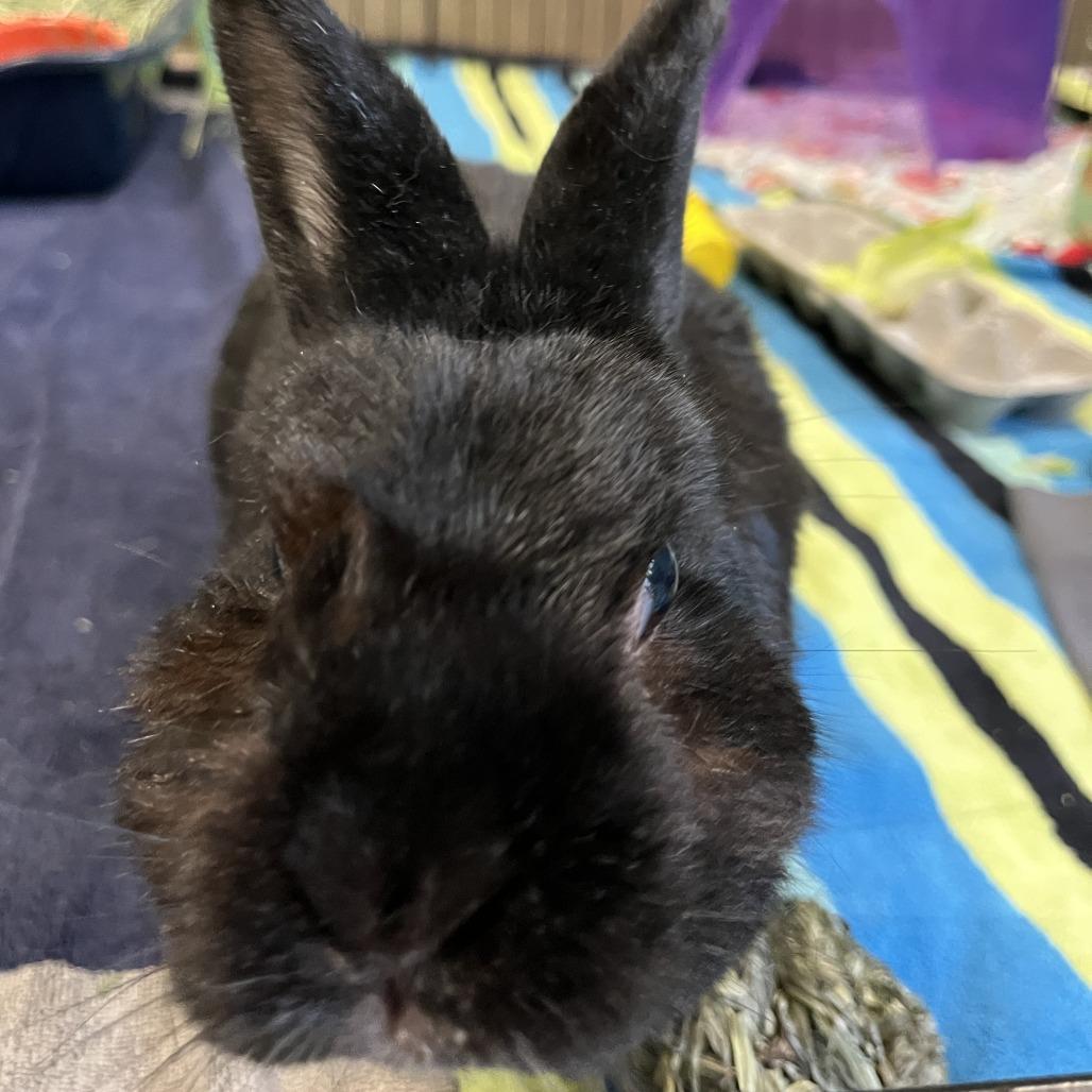Leo, Adoptable, Senior Male Rex & American.