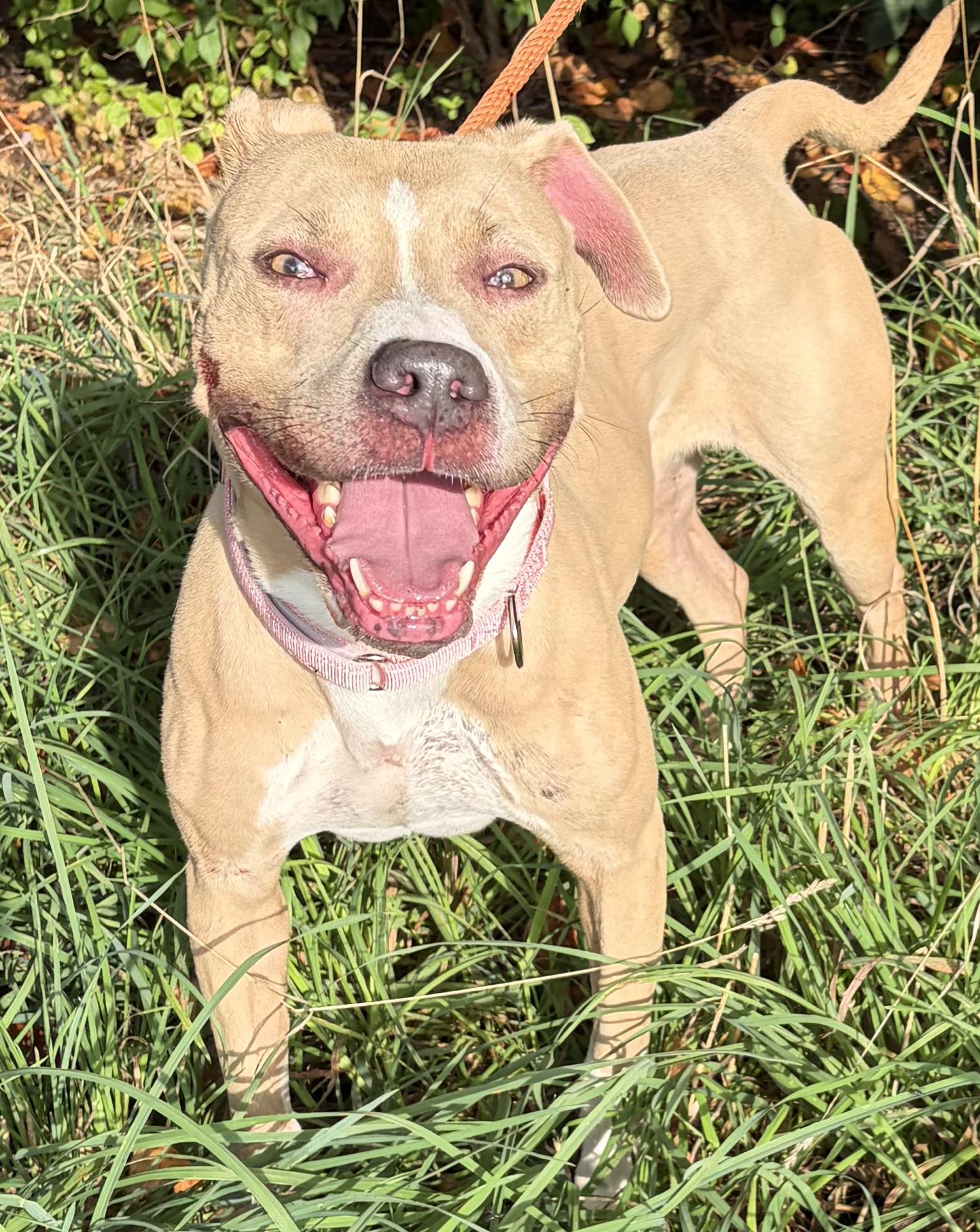 Enlarge Pickles, a Adoptable Mixed Breed in McKeesport, PA image 6/6