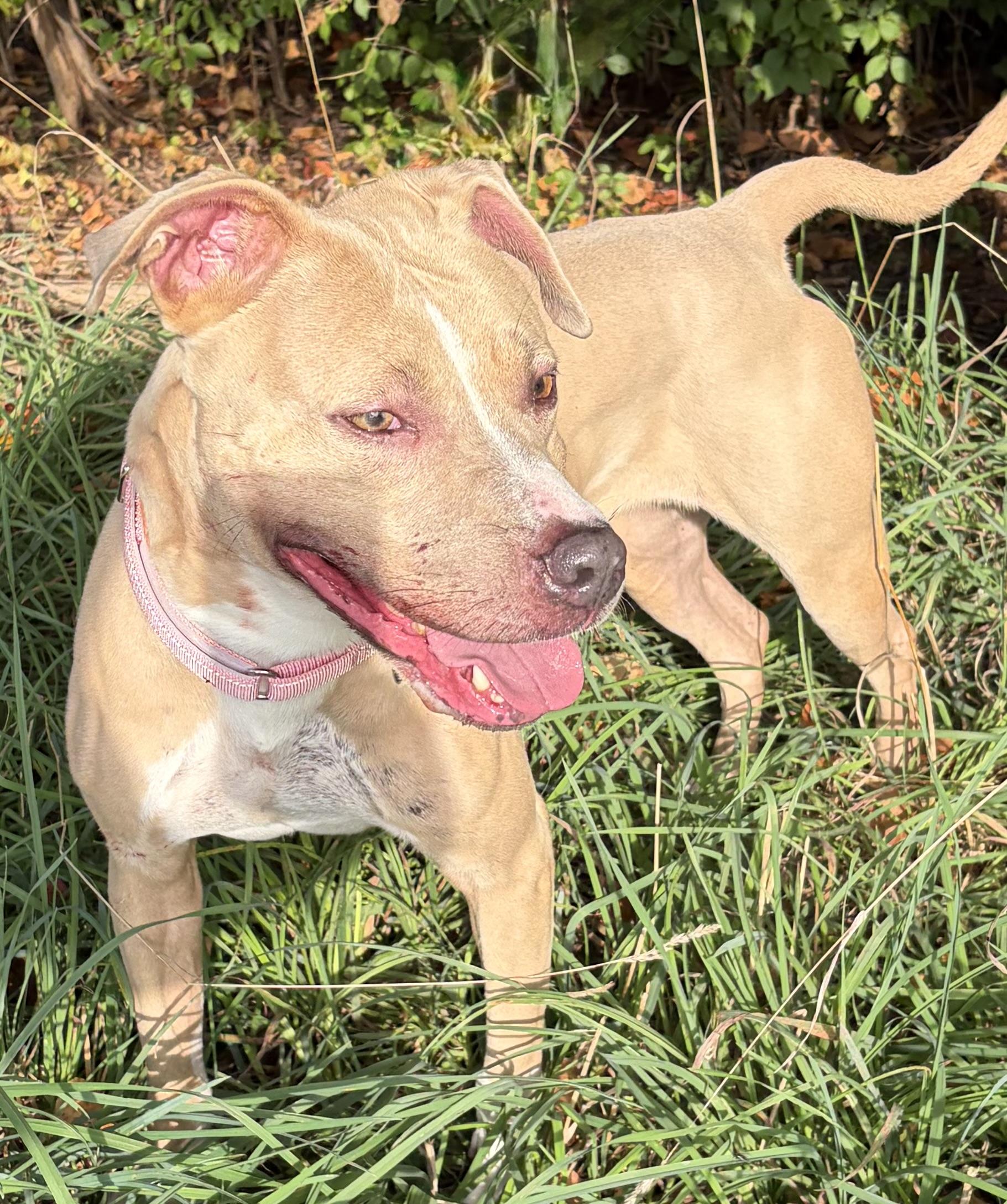Enlarge Pickles, a Adoptable Mixed Breed in McKeesport, PA image 3/6
