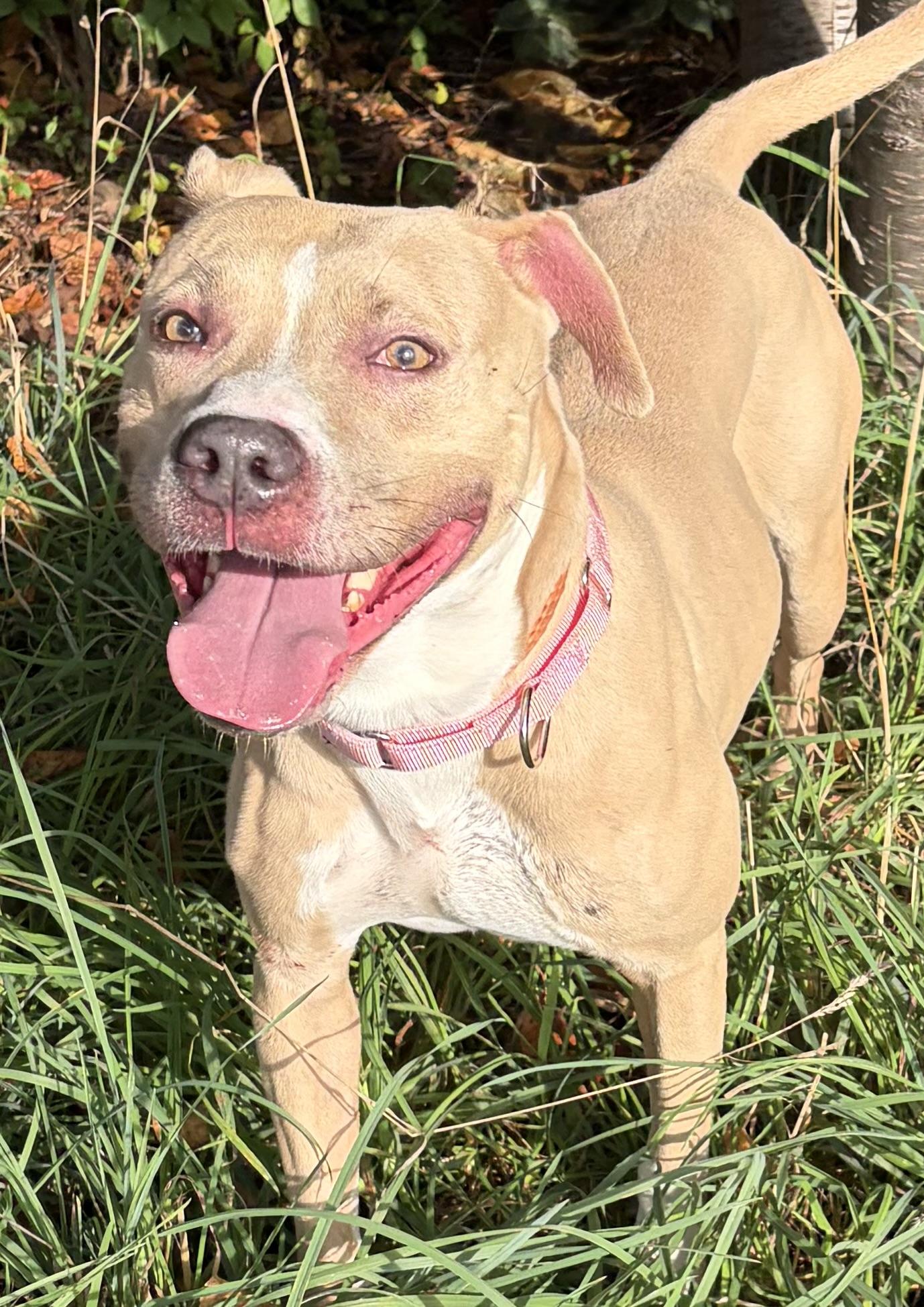 Pickles, Adoptable, Young Female Mixed Breed.