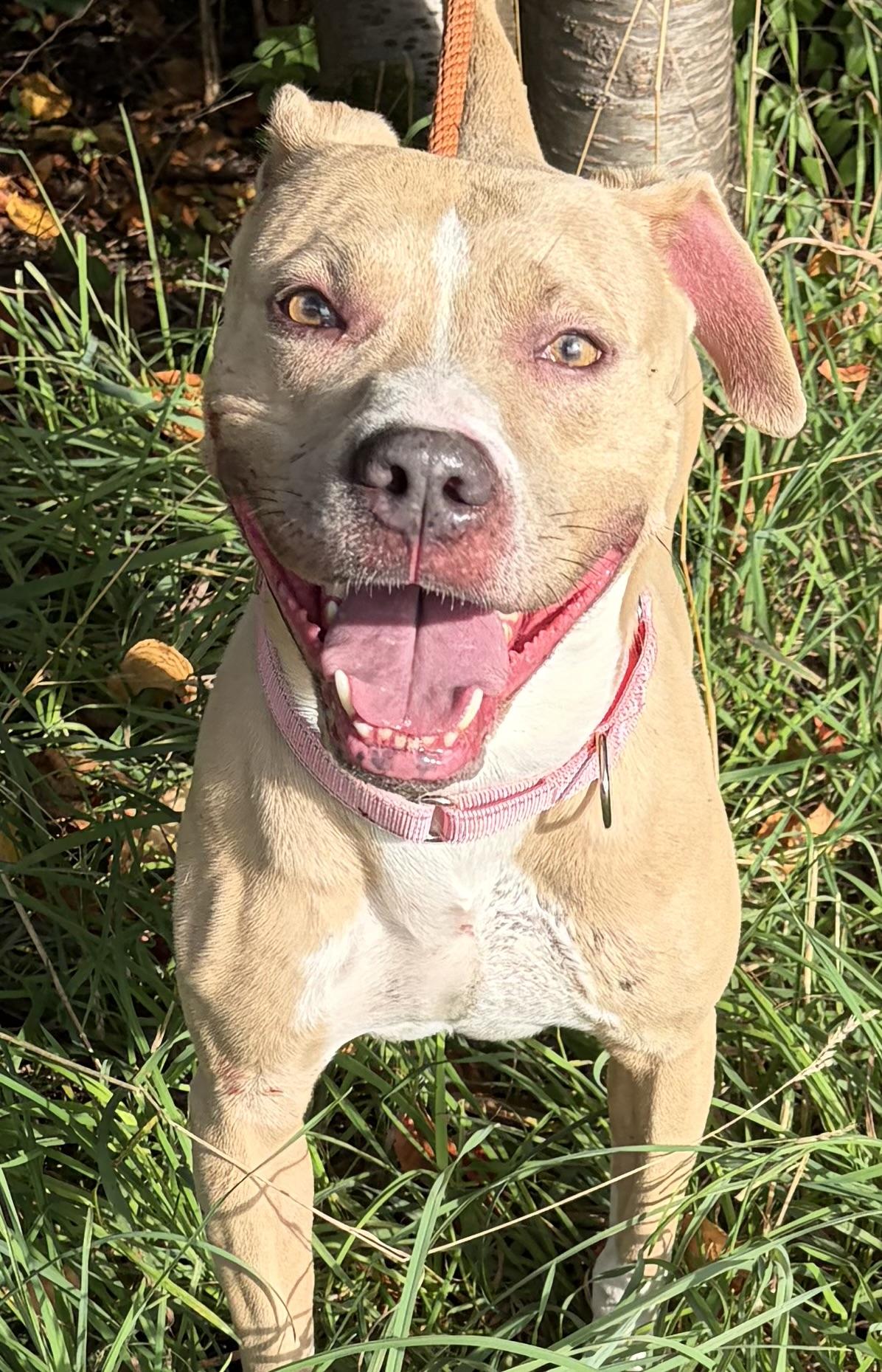 Enlarge Pickles, a Adoptable Mixed Breed in McKeesport, PA image 4/6