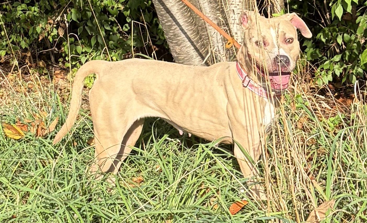 Enlarge Pickles, a Adoptable Mixed Breed in McKeesport, PA image 2/6