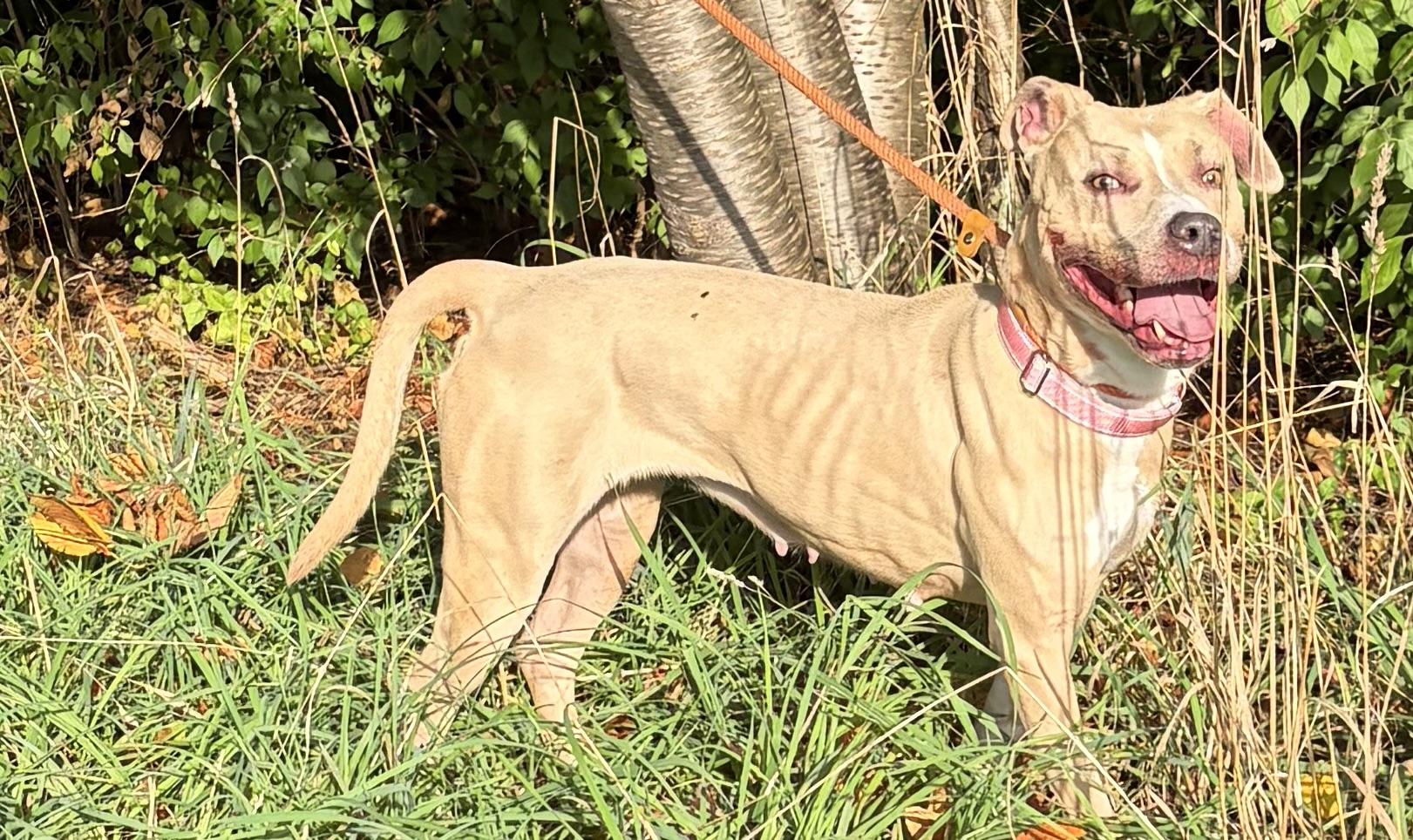 Enlarge Pickles, a Adoptable Mixed Breed in McKeesport, PA image 5/6