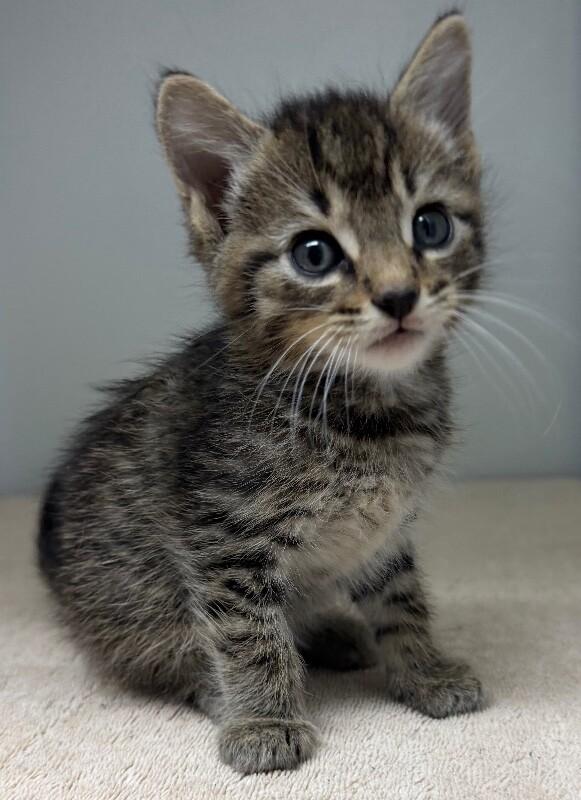 Enlarge Faith, a Adoptable Domestic Short Hair in Katy, TX image 1/3