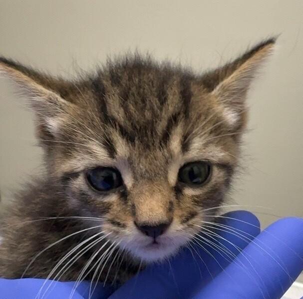 Enlarge Faith, a Adoptable Domestic Short Hair in Katy, TX image 2/3