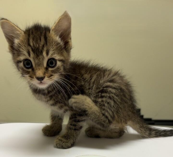 Enlarge Faith, a Adoptable Domestic Short Hair in Katy, TX image 3/3