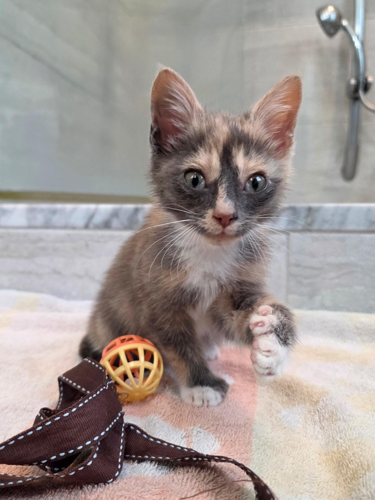 Bucatini, a Adoptable mixed breed in Richmond, VA image 3/6