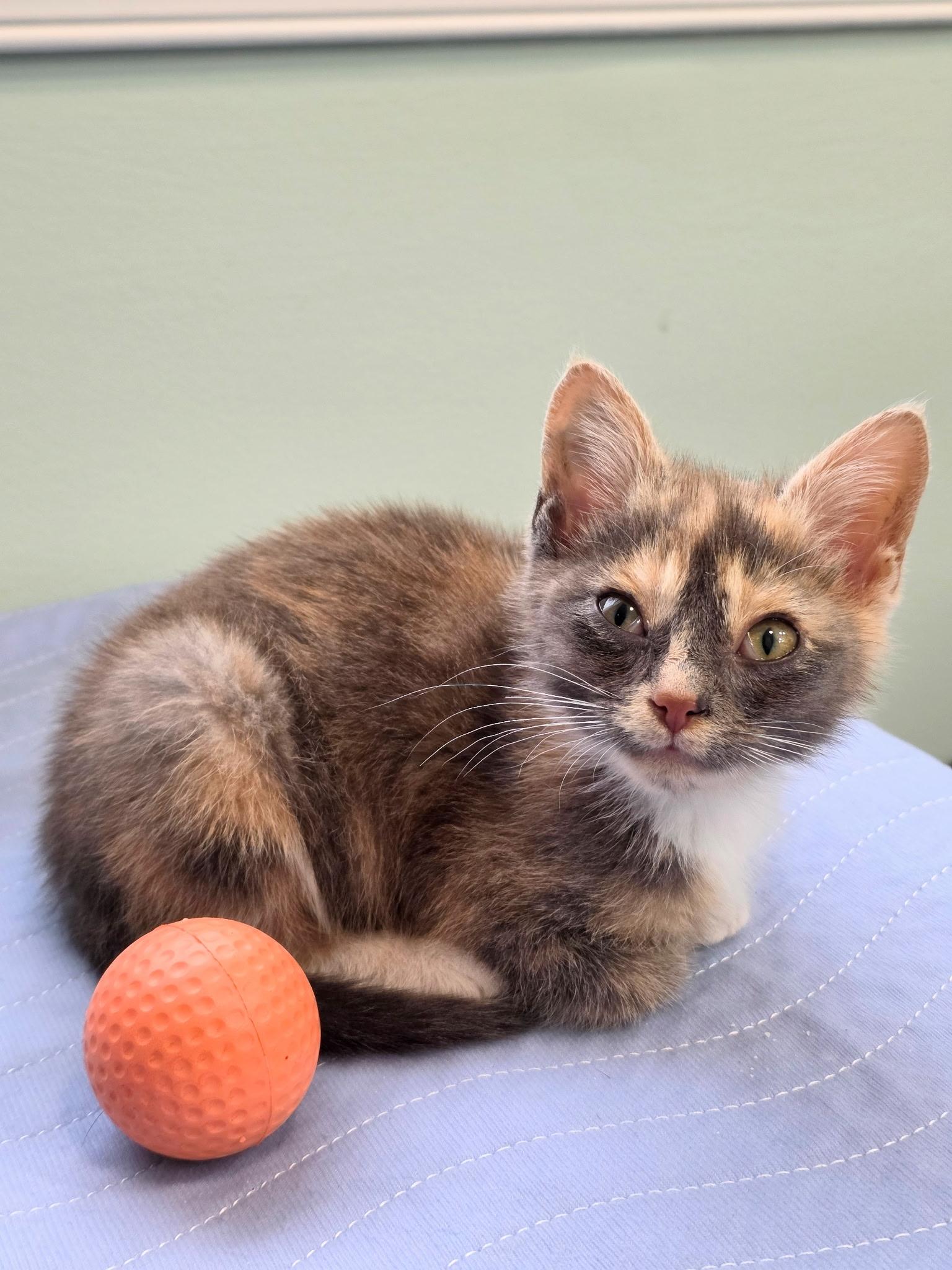 Bucatini, a Adoptable mixed breed in Richmond, VA image 6/6