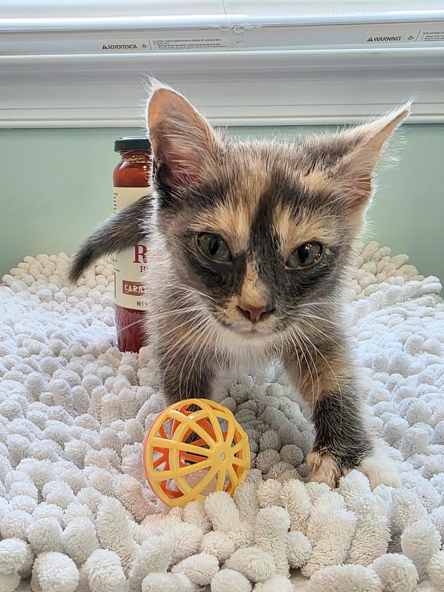Bucatini, Adoptable, Kitten Female American Shorthair.