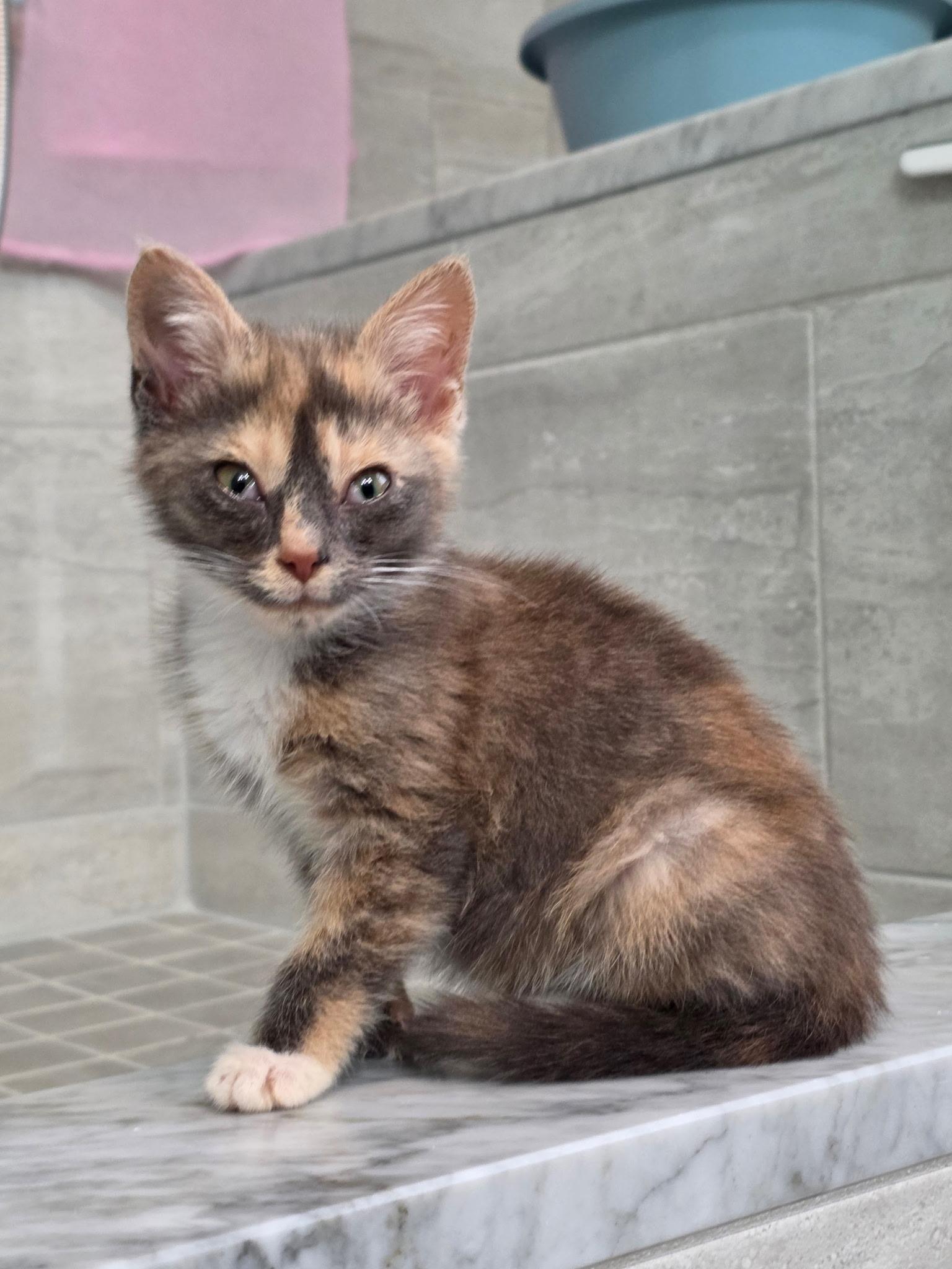Bucatini, a Adoptable mixed breed in Richmond, VA image 4/6