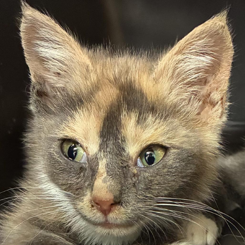Bucatini, a Adoptable mixed breed in Richmond, VA image 2/6
