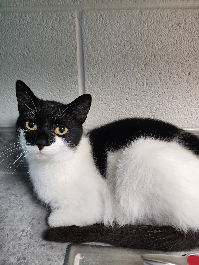 Lilac, Adoptable, Adult Female Domestic Short Hair.