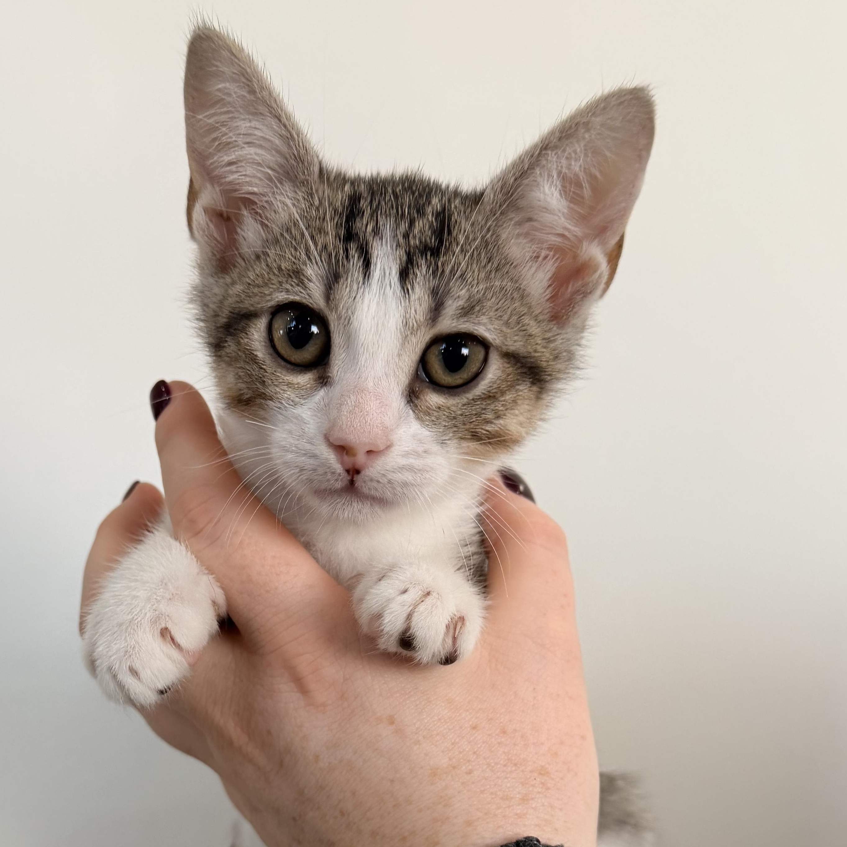 Plum, Adoptable, Kitten Female Tabby.