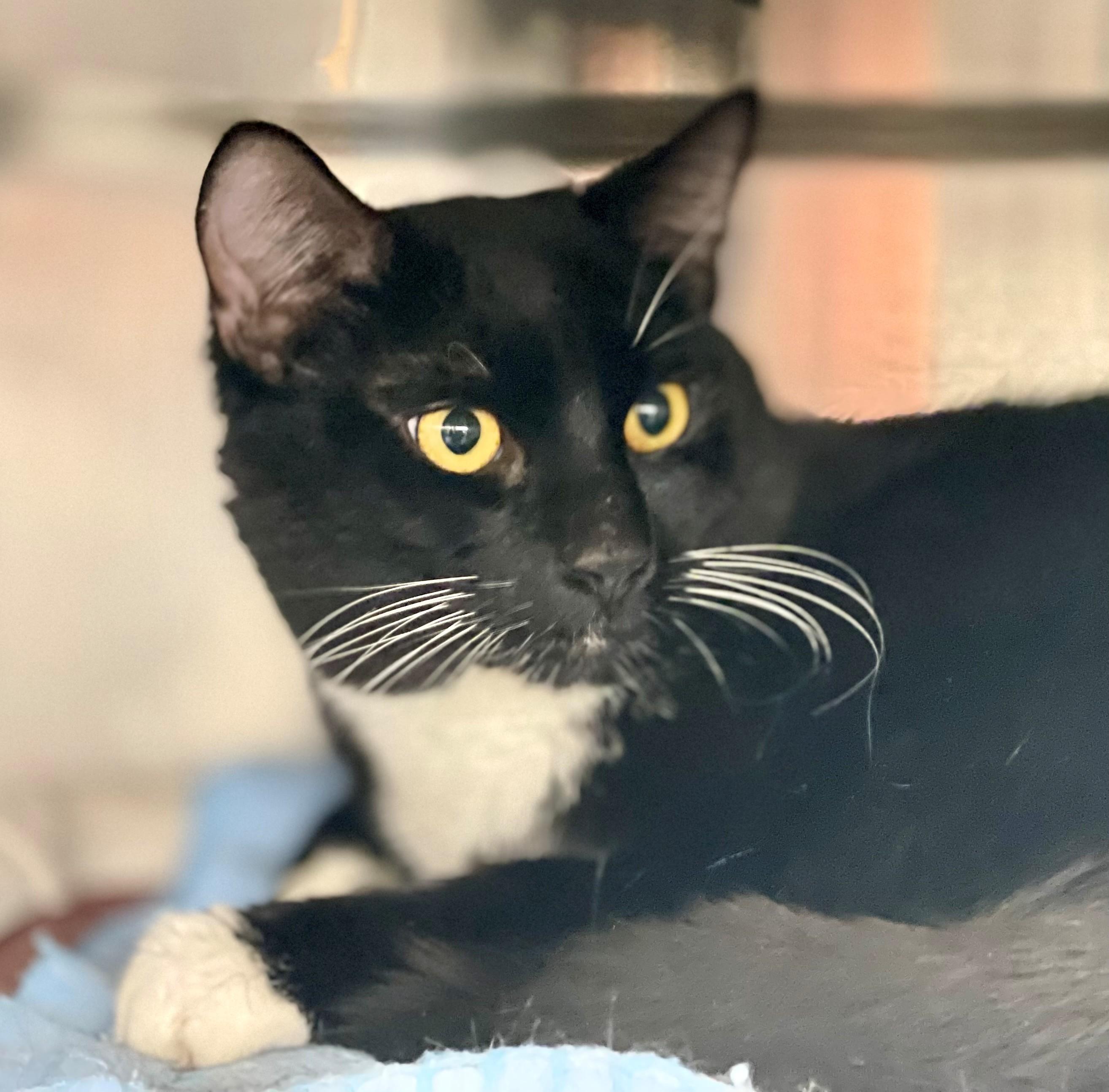 Admiral Ghost GrimWhisker, an adoptable Domestic Medium Hair in Hamilton, ON image 2/2