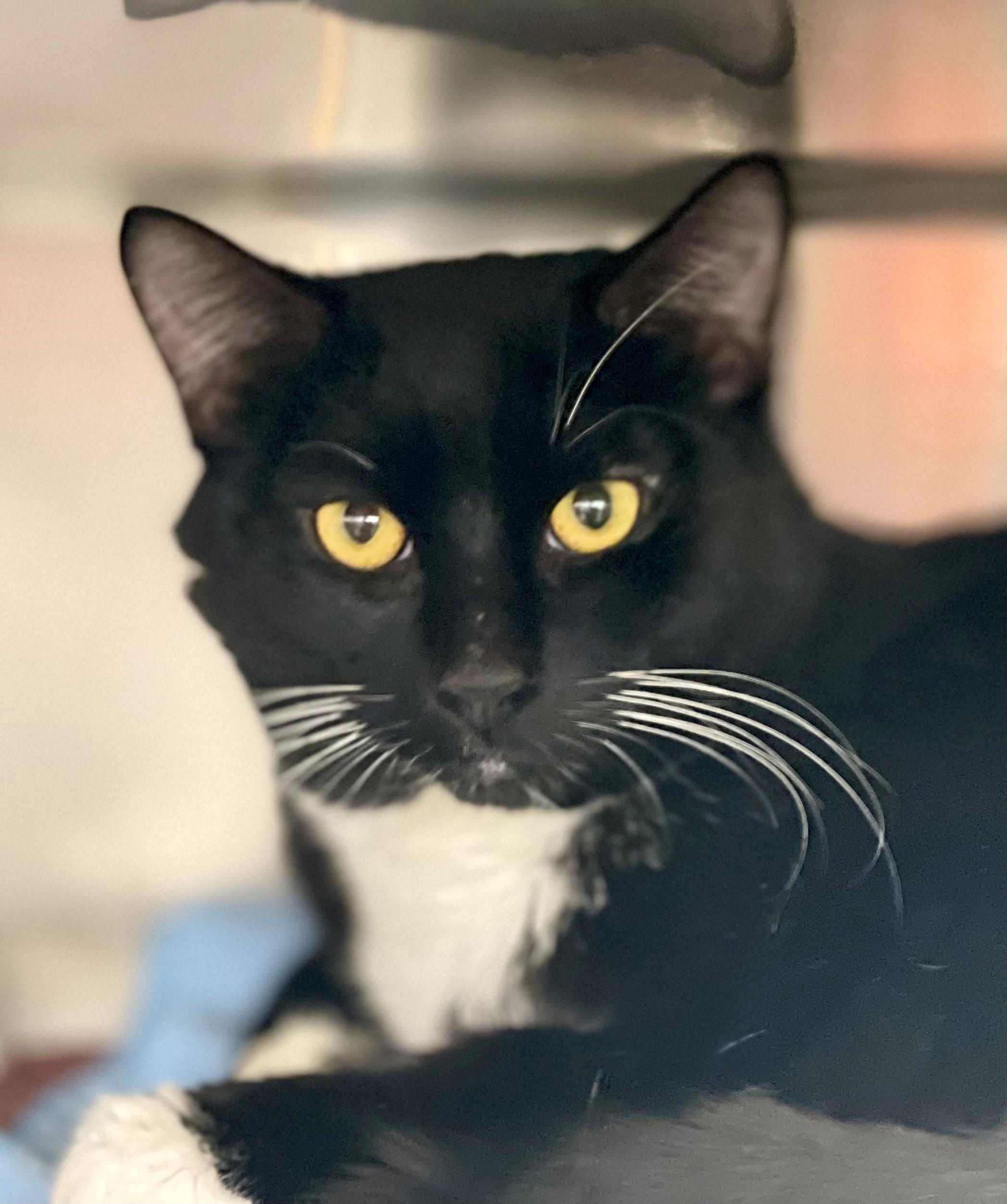 Admiral Ghost GrimWhisker, adoptable, Adult Male Domestic Medium Hair.