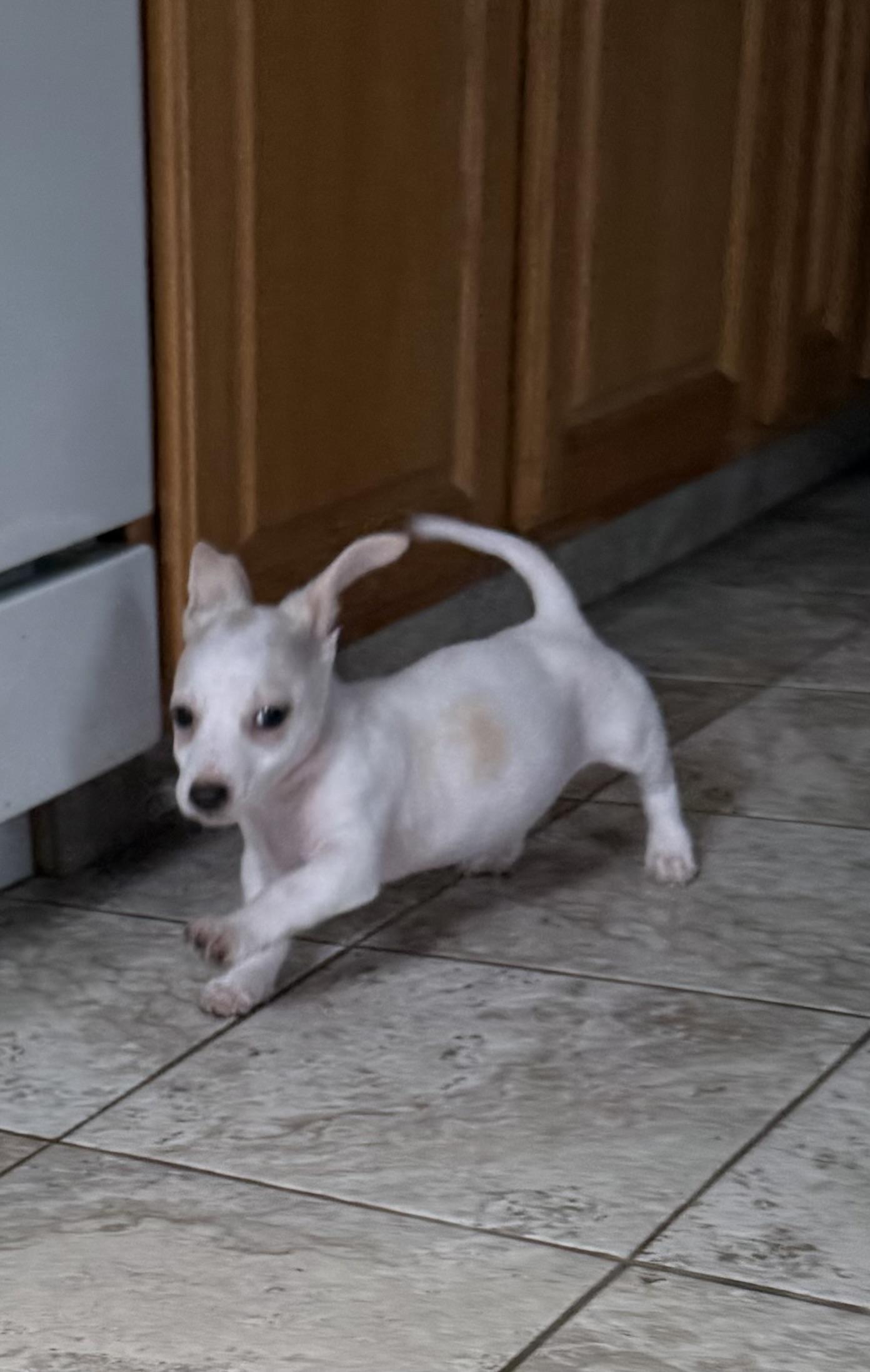 Enlarge Gooseberry, an adoptable mixed breed in Kentwood, MI image 4/4
