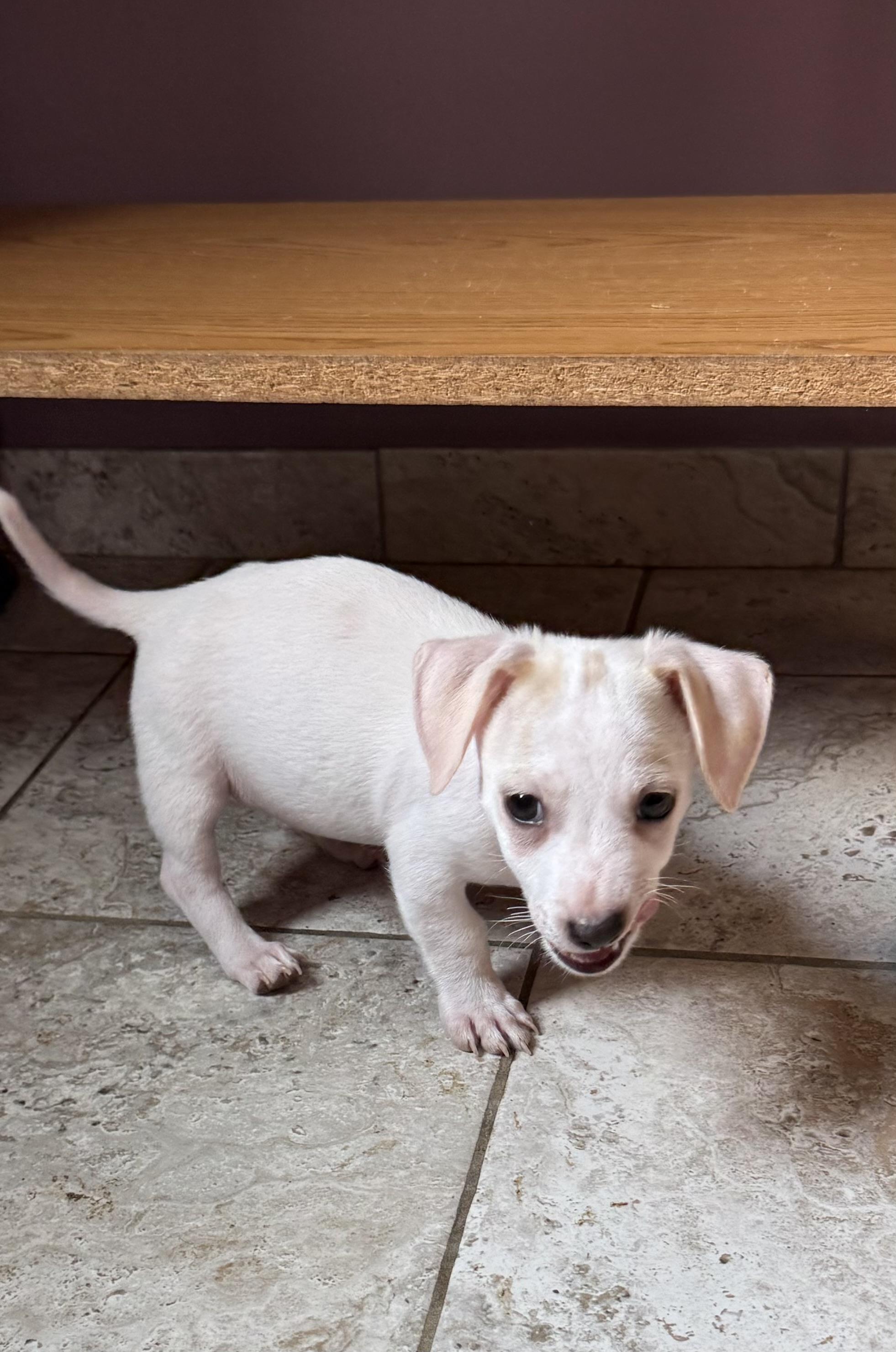 Enlarge Gooseberry, an adoptable mixed breed in Kentwood, MI image 3/4