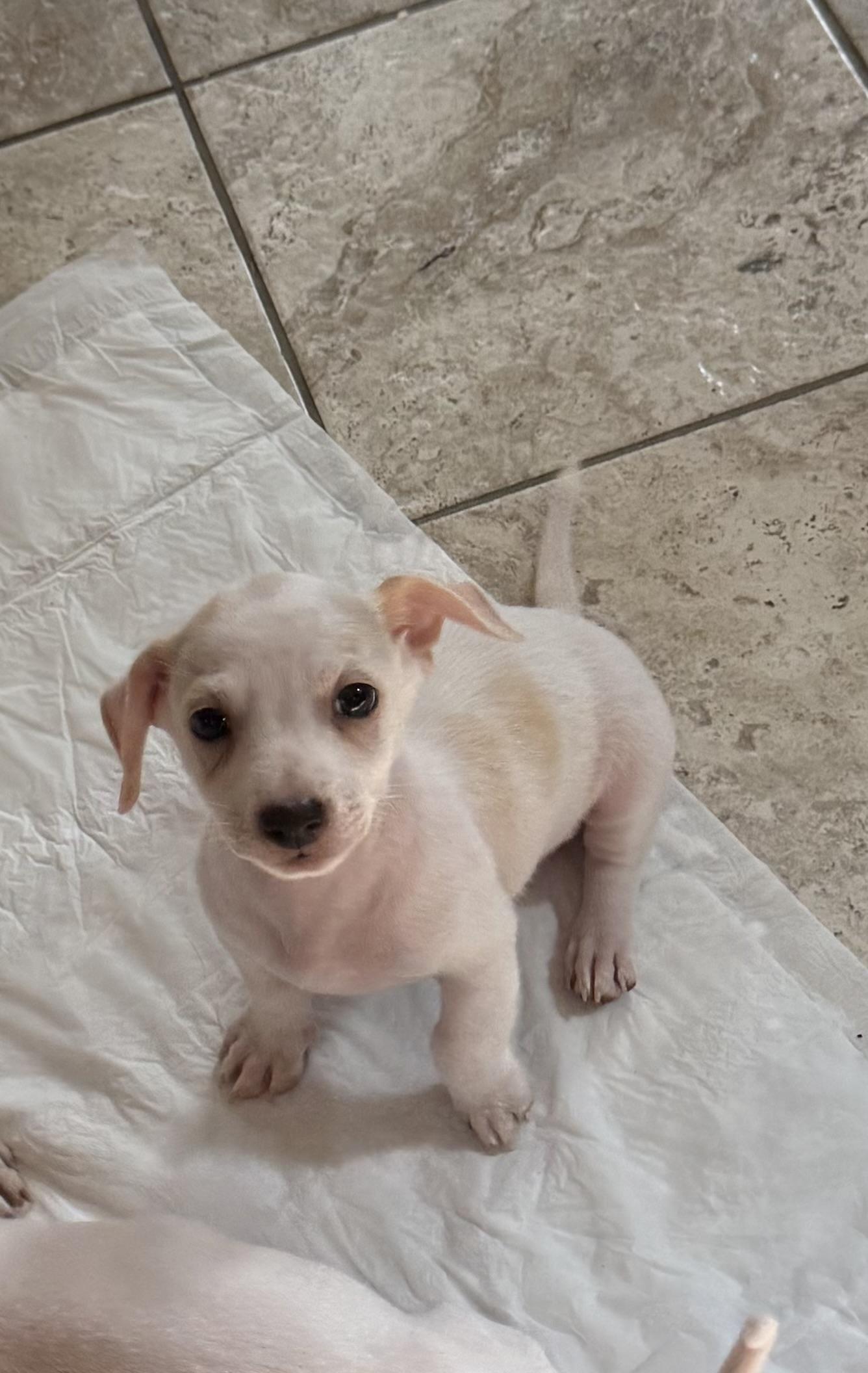Enlarge Gooseberry, an adoptable mixed breed in Kentwood, MI image 1/4