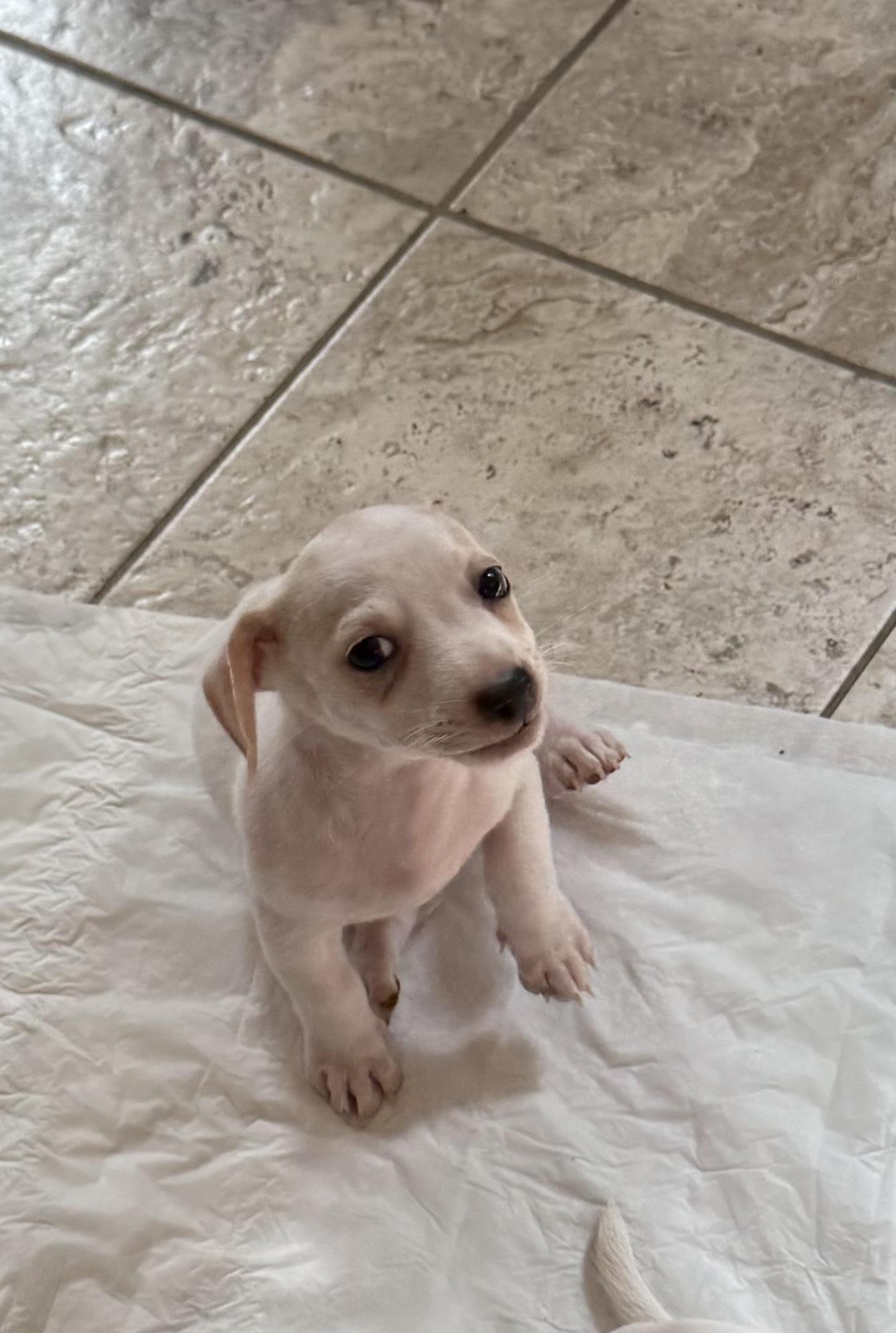 Enlarge Gooseberry, an adoptable mixed breed in Kentwood, MI image 2/4