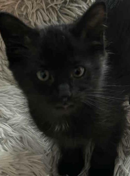 Chanel, ADOPTABLE, Young Male Domestic Short Hair.