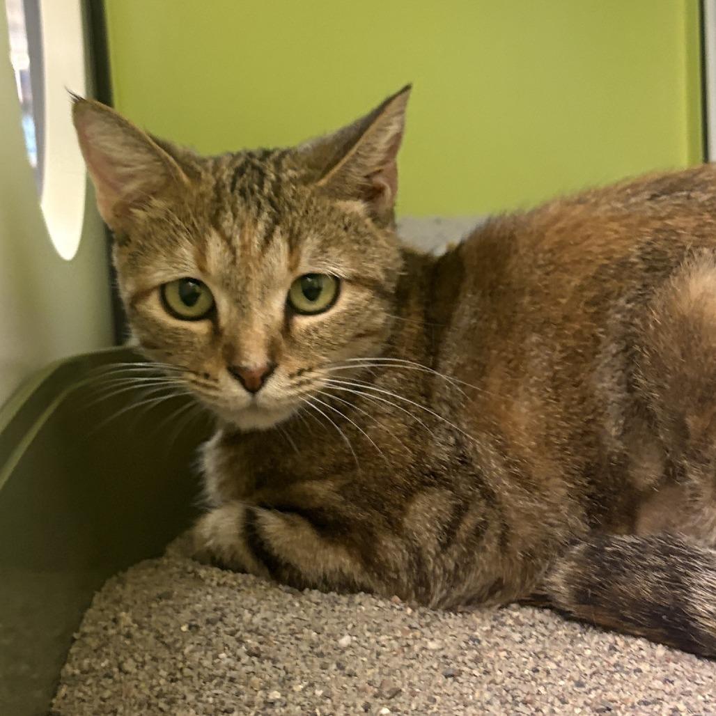 Cinnamon, Adoptable, Adult Female Domestic Short Hair.