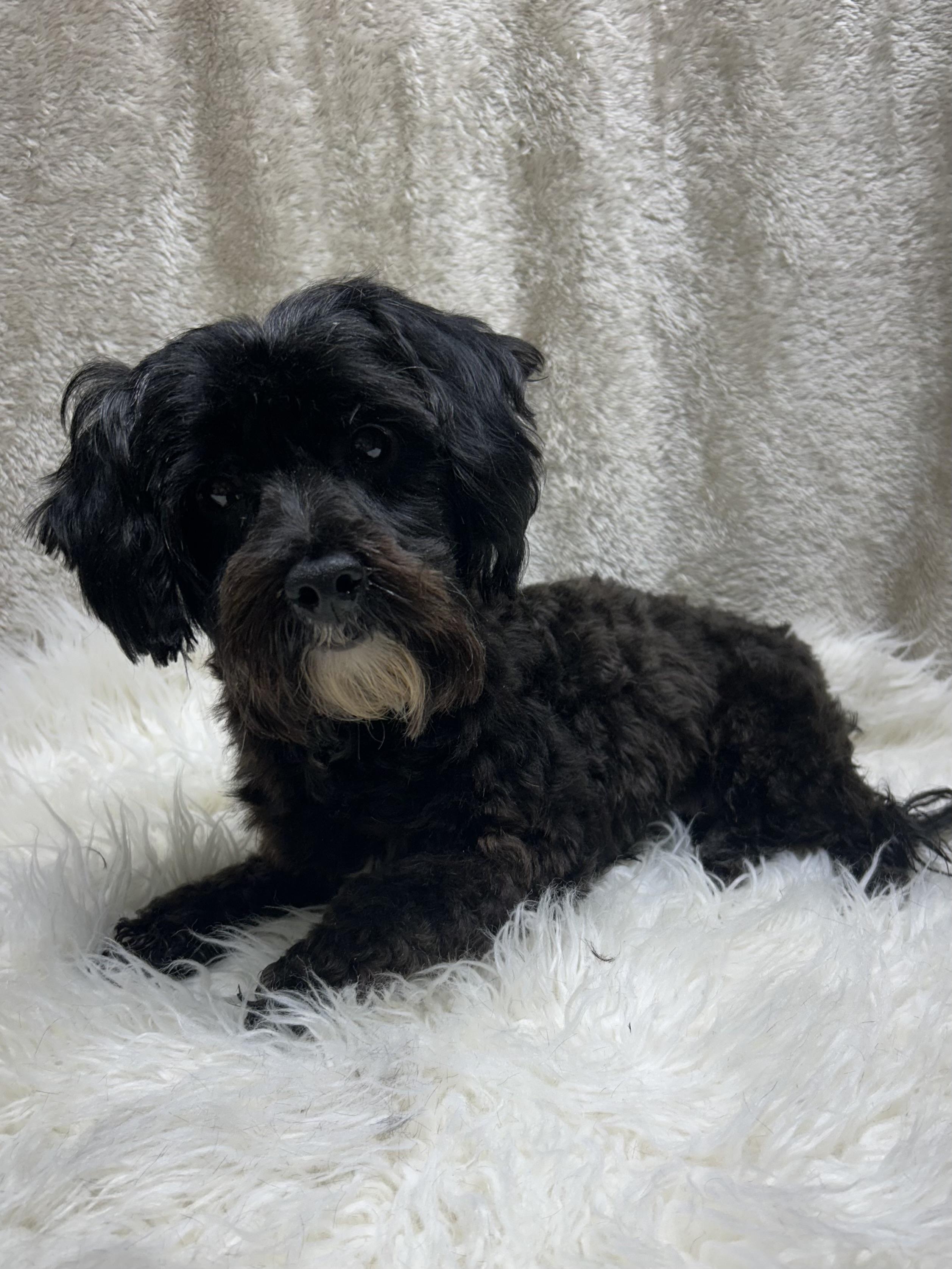 Enlarge PHOEBE, a Adoptable Yorkie Poo in Elyria, OH image 5/6