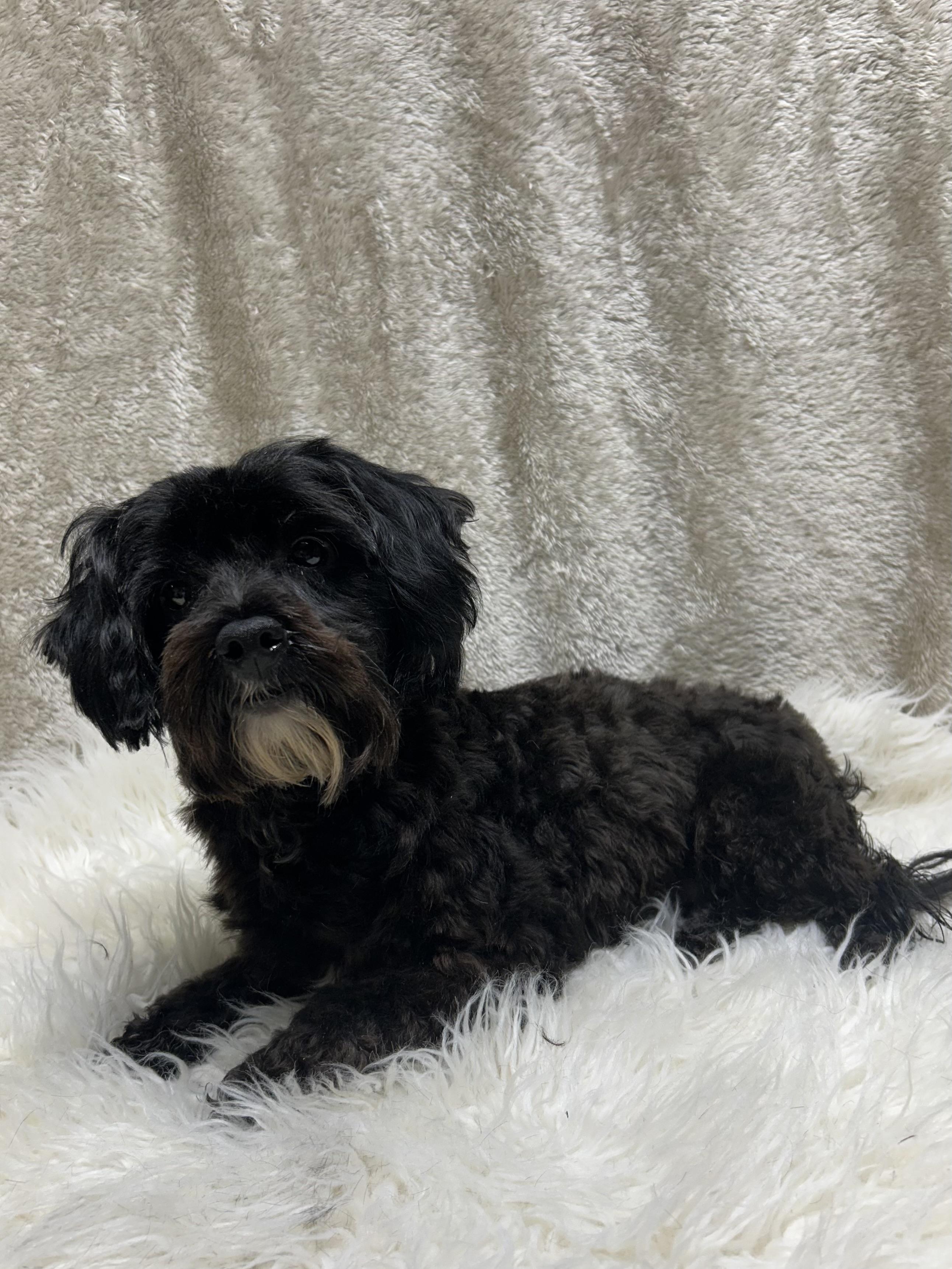 Enlarge PHOEBE, a Adoptable Yorkie Poo in Elyria, OH image 3/6
