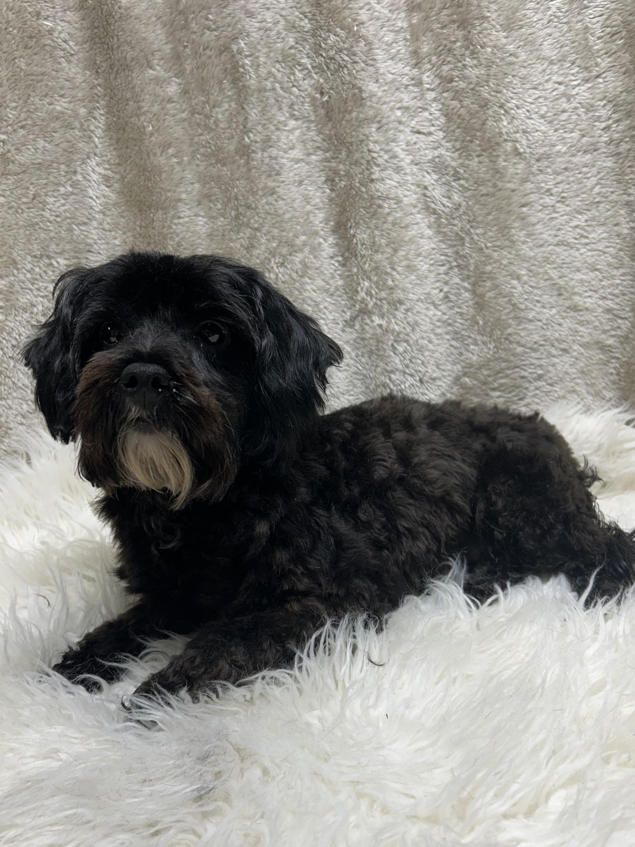 Enlarge PHOEBE, a Adoptable Yorkie Poo in Elyria, OH image 6/6
