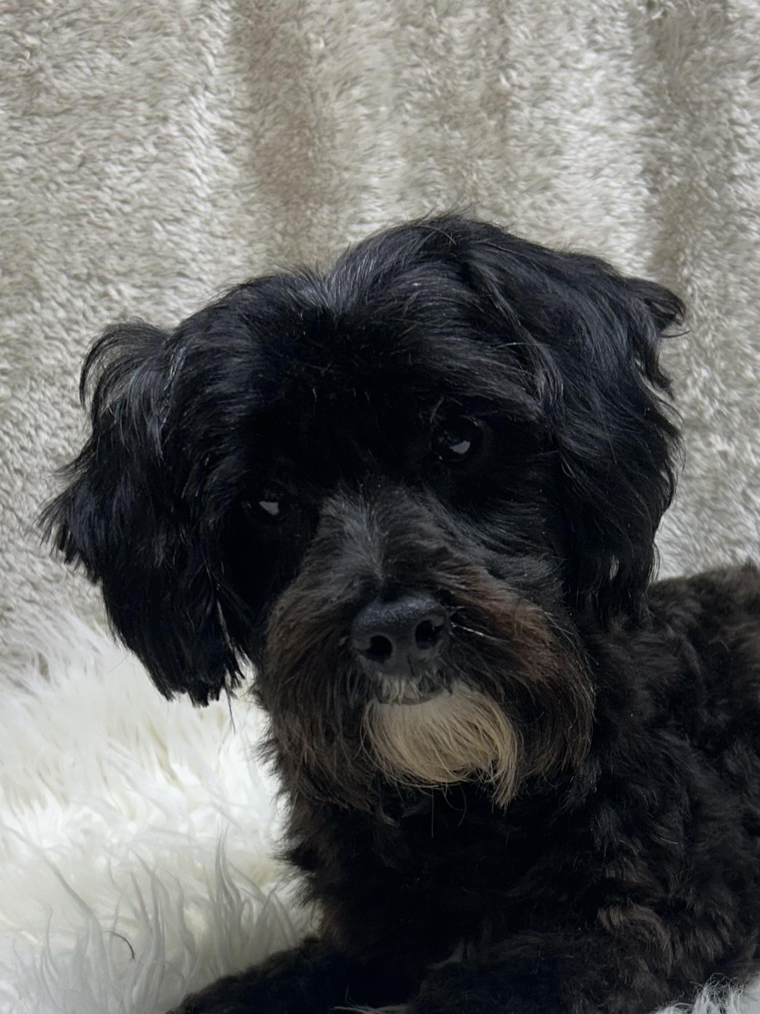 Enlarge PHOEBE, a Adoptable Yorkie Poo in Elyria, OH image 2/6