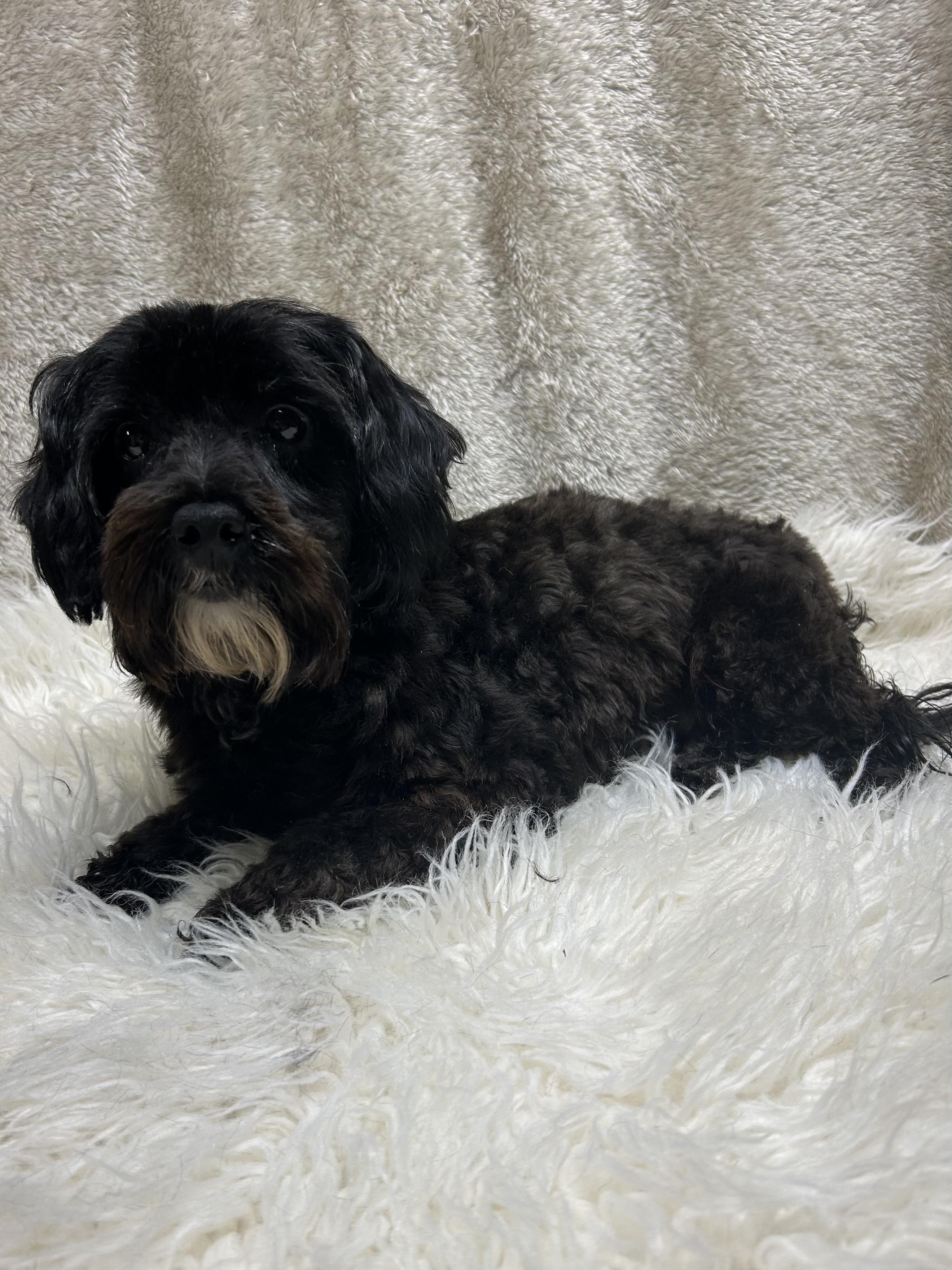 Enlarge PHOEBE, a Adoptable Yorkie Poo in Elyria, OH image 4/6