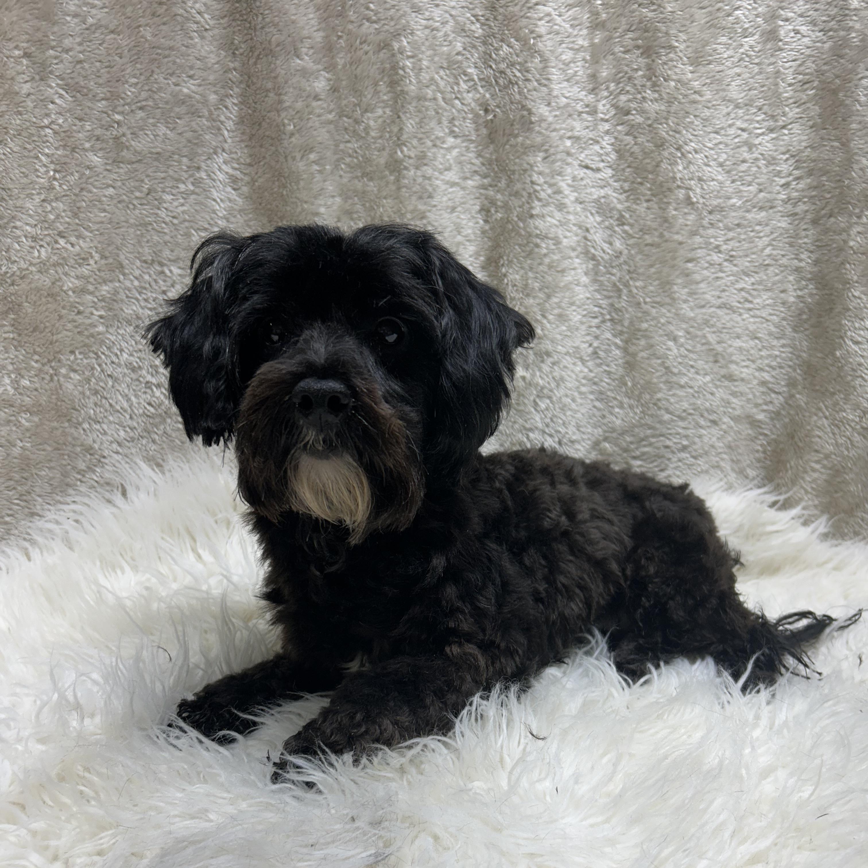PHOEBE, Adoptable, Adult Female Yorkie Poo.