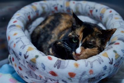 Chimichanga, Adoptable, Adult Female Domestic Short Hair & Domestic Short Hair.