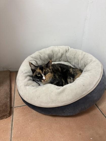 Chimichanga, Adoptable, Adult Female Domestic Short Hair & Domestic Short Hair.