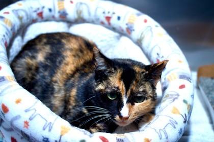 Chimichanga, a Adoptable mixed breed in North Miami Beach, FL image 3/3