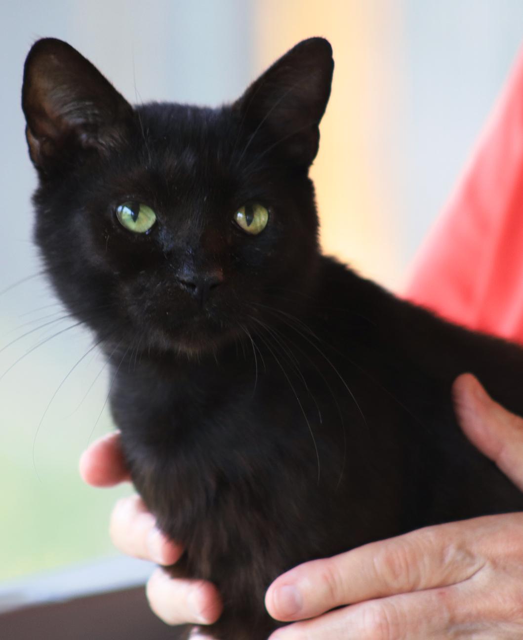 Darth, a Adoptable Domestic Short Hair in North Fort Myers, FL image 1/2
