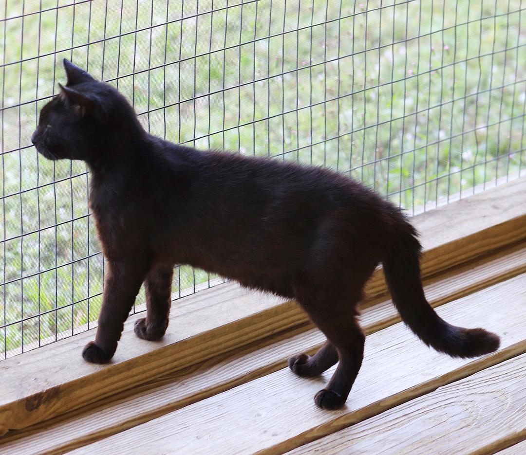 Darth, a Adoptable Domestic Short Hair in North Fort Myers, FL image 2/2