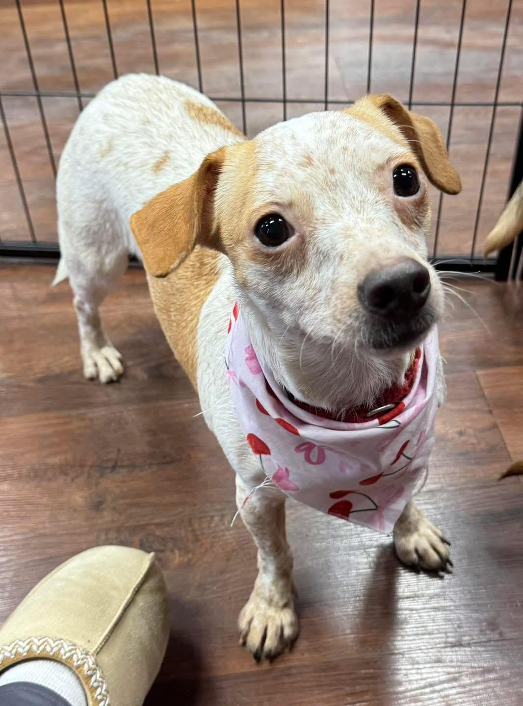 Enlarge Augusta Georgia Peach, a Adoptable mixed breed in warrenville, SC image 5/6