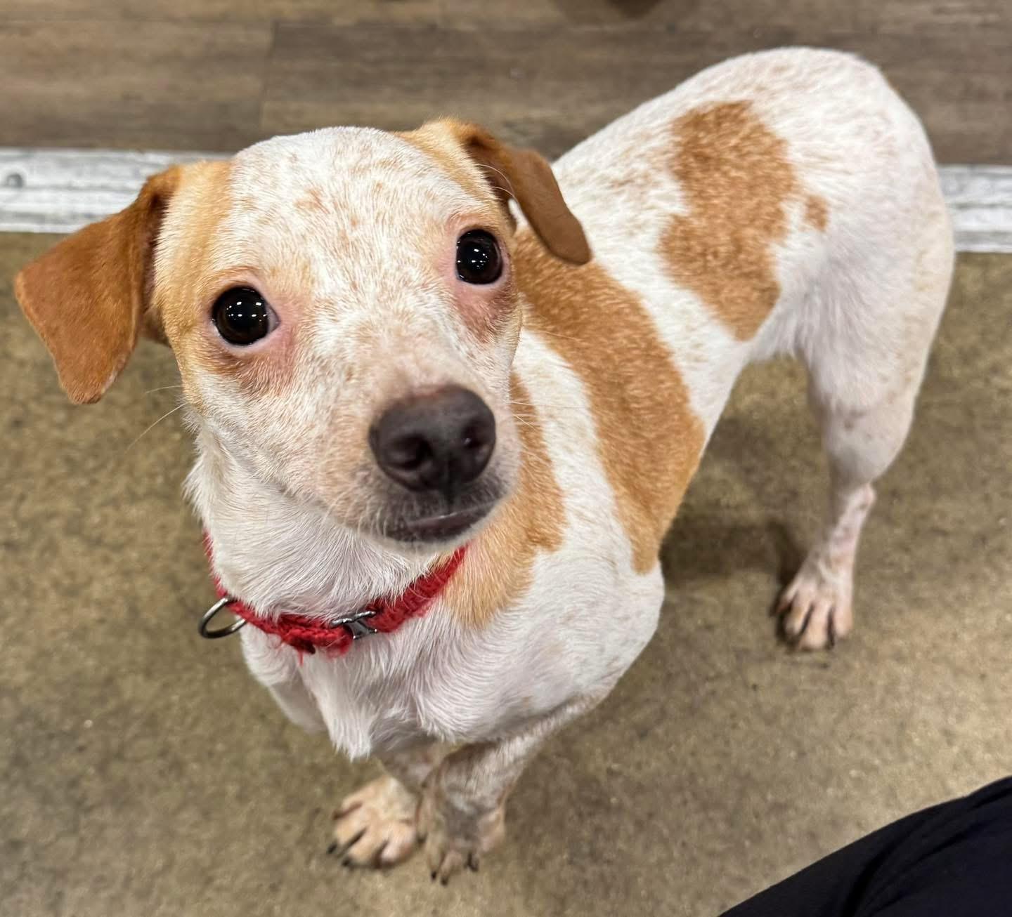 Enlarge Augusta Georgia Peach, a Adoptable mixed breed in warrenville, SC image 4/6