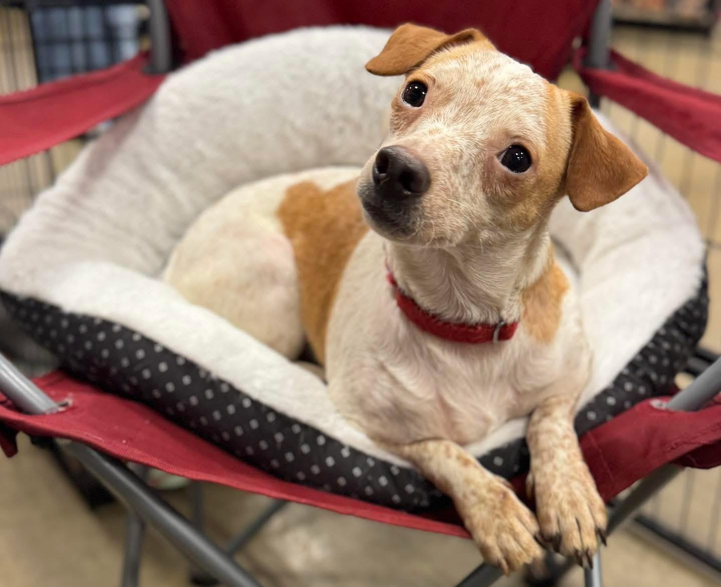 Augusta Georgia Peach, Adoptable, Adult Female Chihuahua.