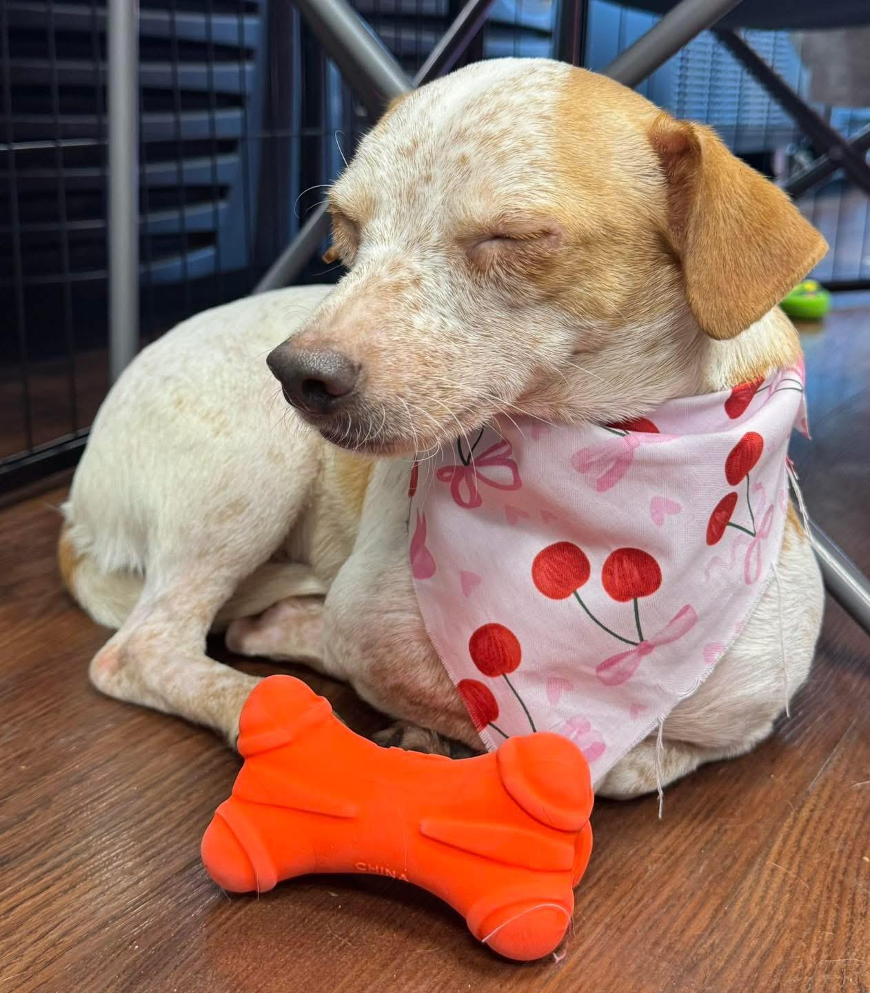 Enlarge Augusta Georgia Peach, a Adoptable mixed breed in warrenville, SC image 6/6